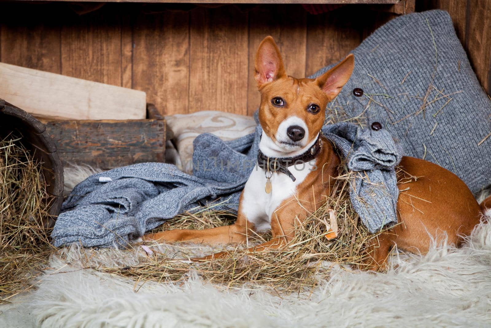 Basenji-dog in barn by RosaJay