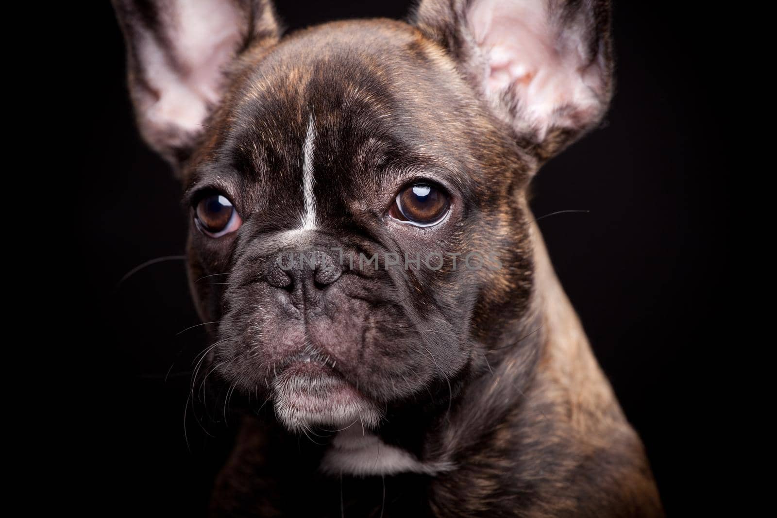 French bulldog puppy on black by RosaJay