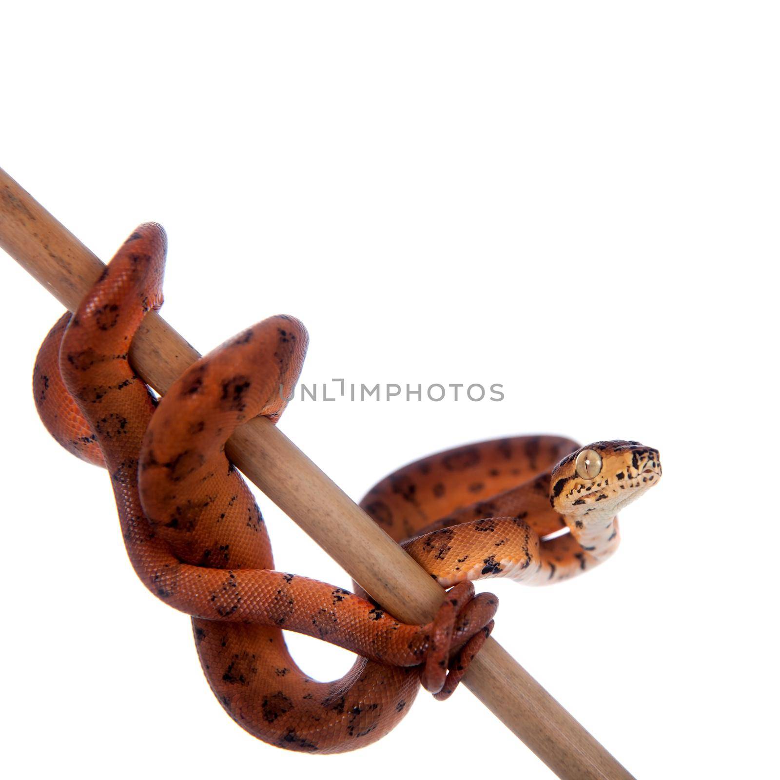 Red Amazon tree boa, corallus hortulanus, isolated on white background