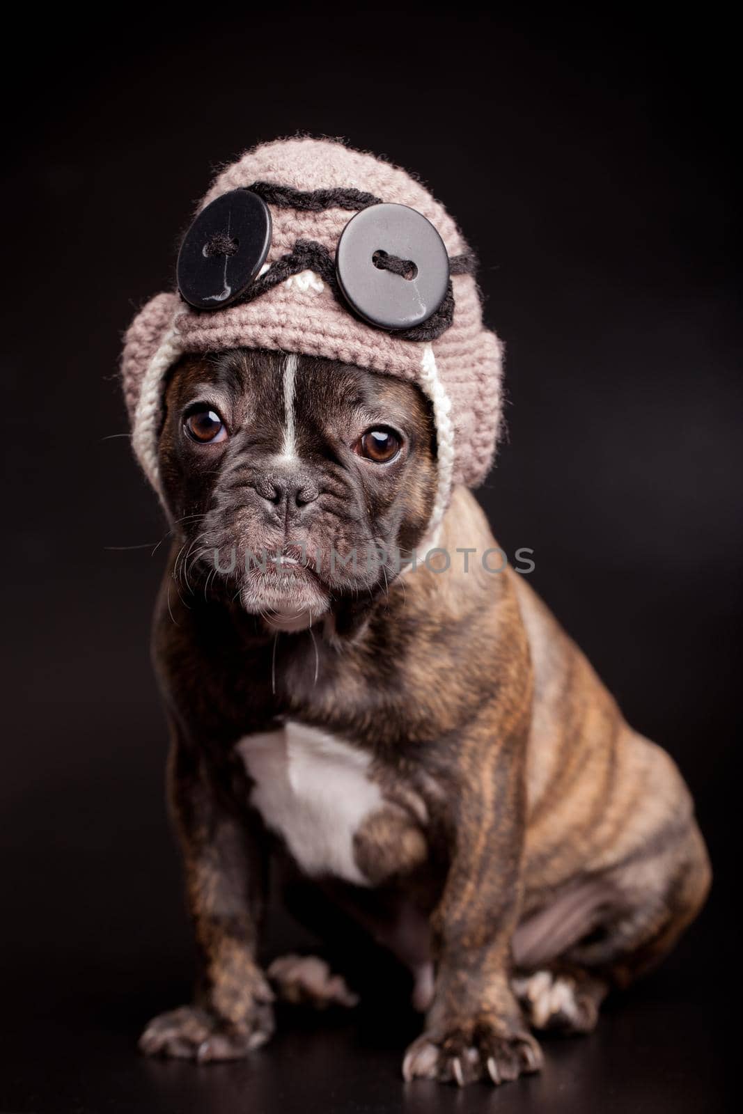 French bulldog puppy in knit pilot helmet by RosaJay