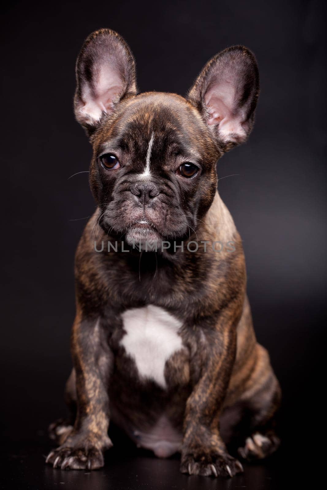 French bulldog puppy, 3,5 moumth old, on black background