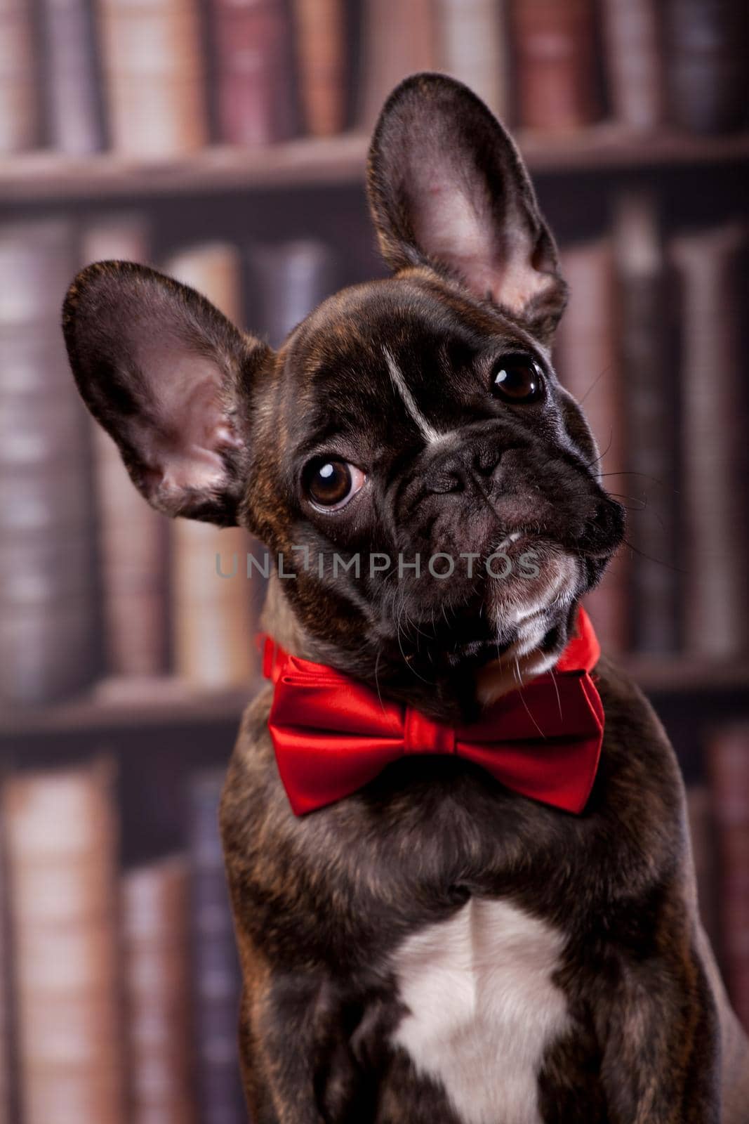 French bulldog puppy with neck bow by RosaJay
