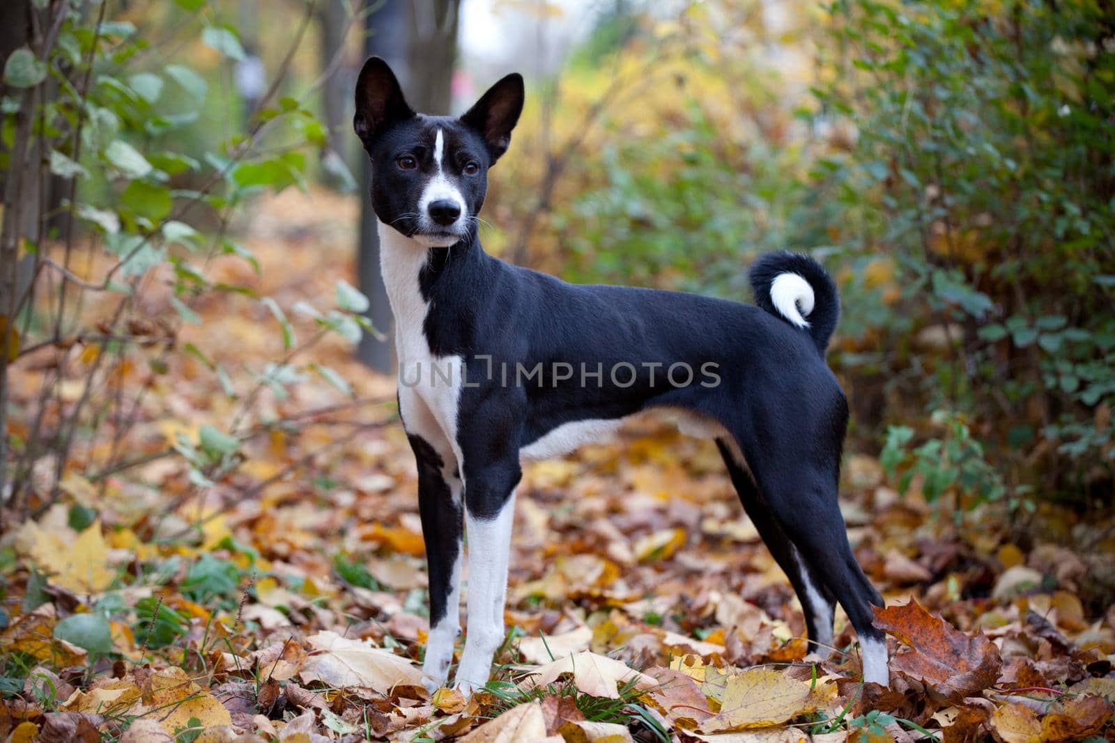 Beauty black basenji dog in autumn park