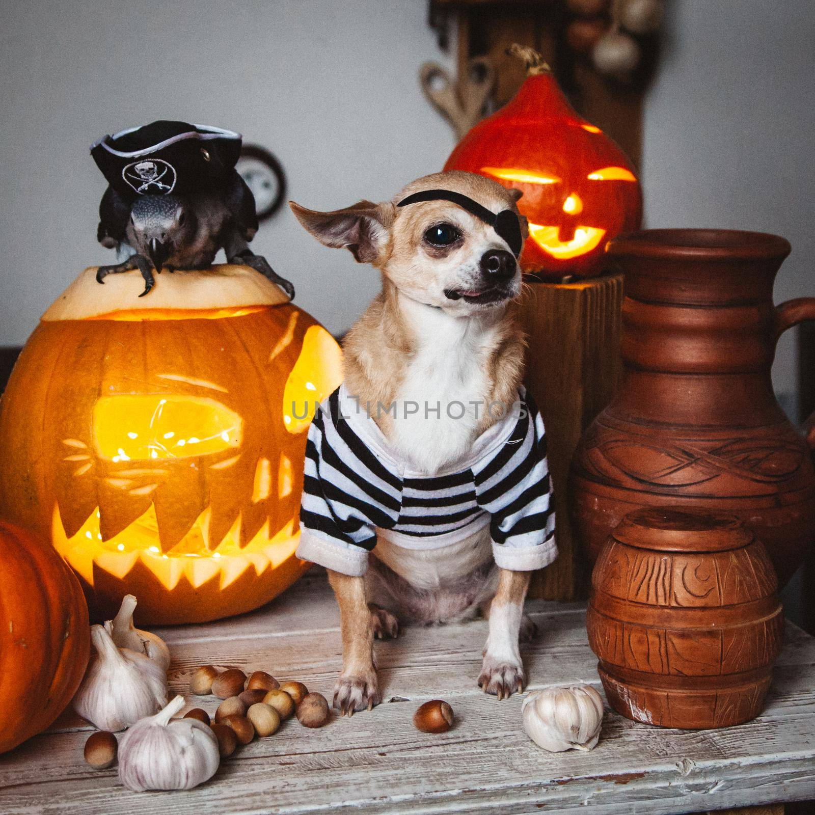 Pretty eyeless pirat chihuahua on Haloween costume party with pumpkins