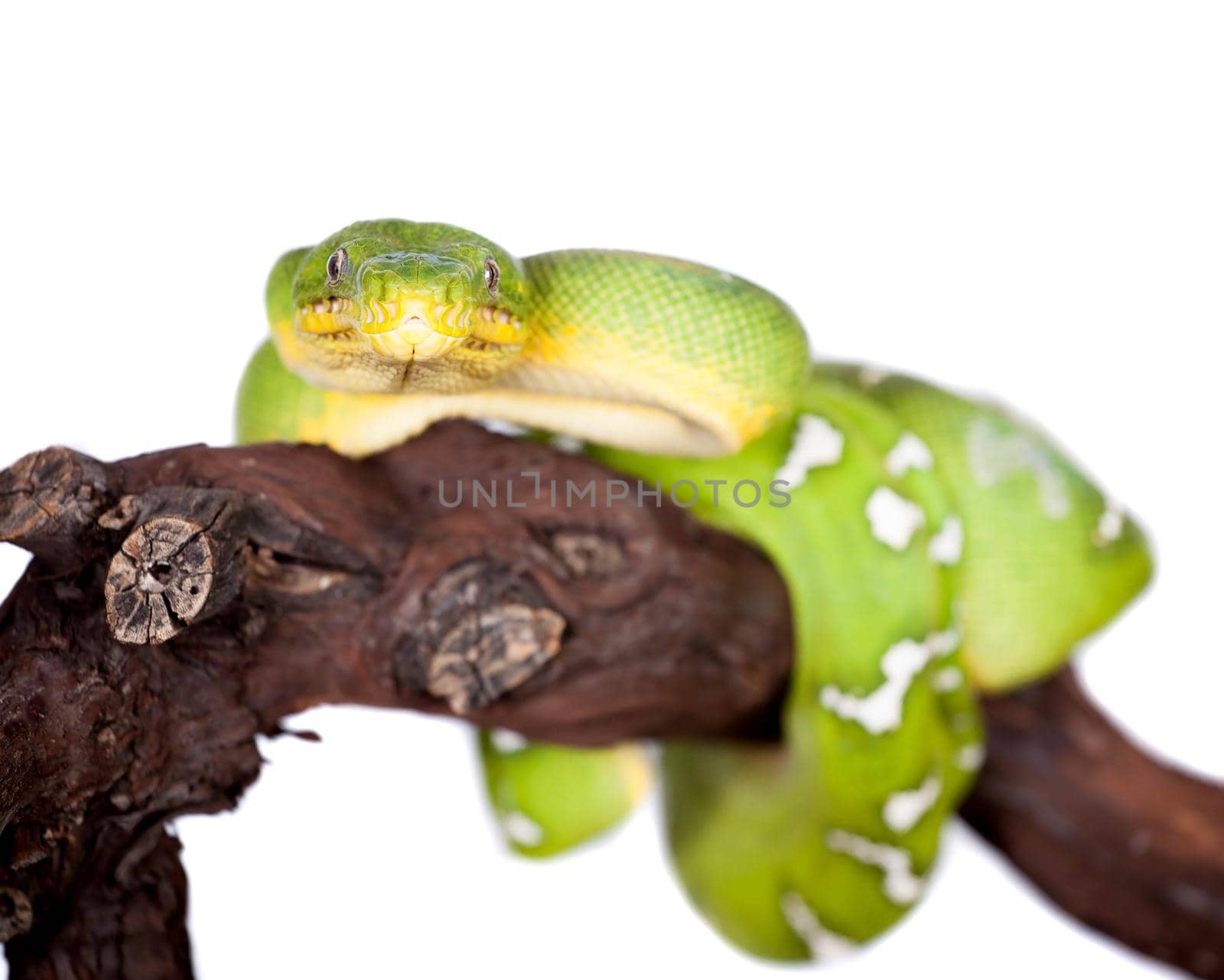 Emerald tree boa, Corallus caninus, isolated on white background