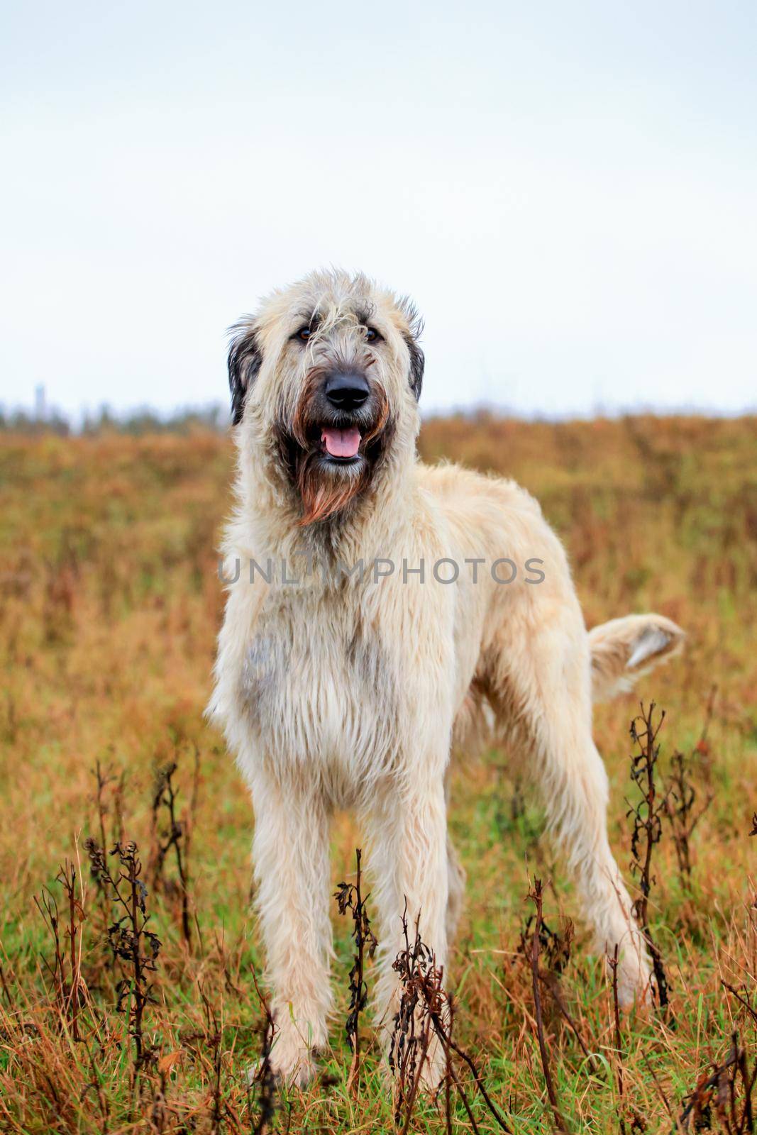 Big Irish Wolfhound on the autumn meadow