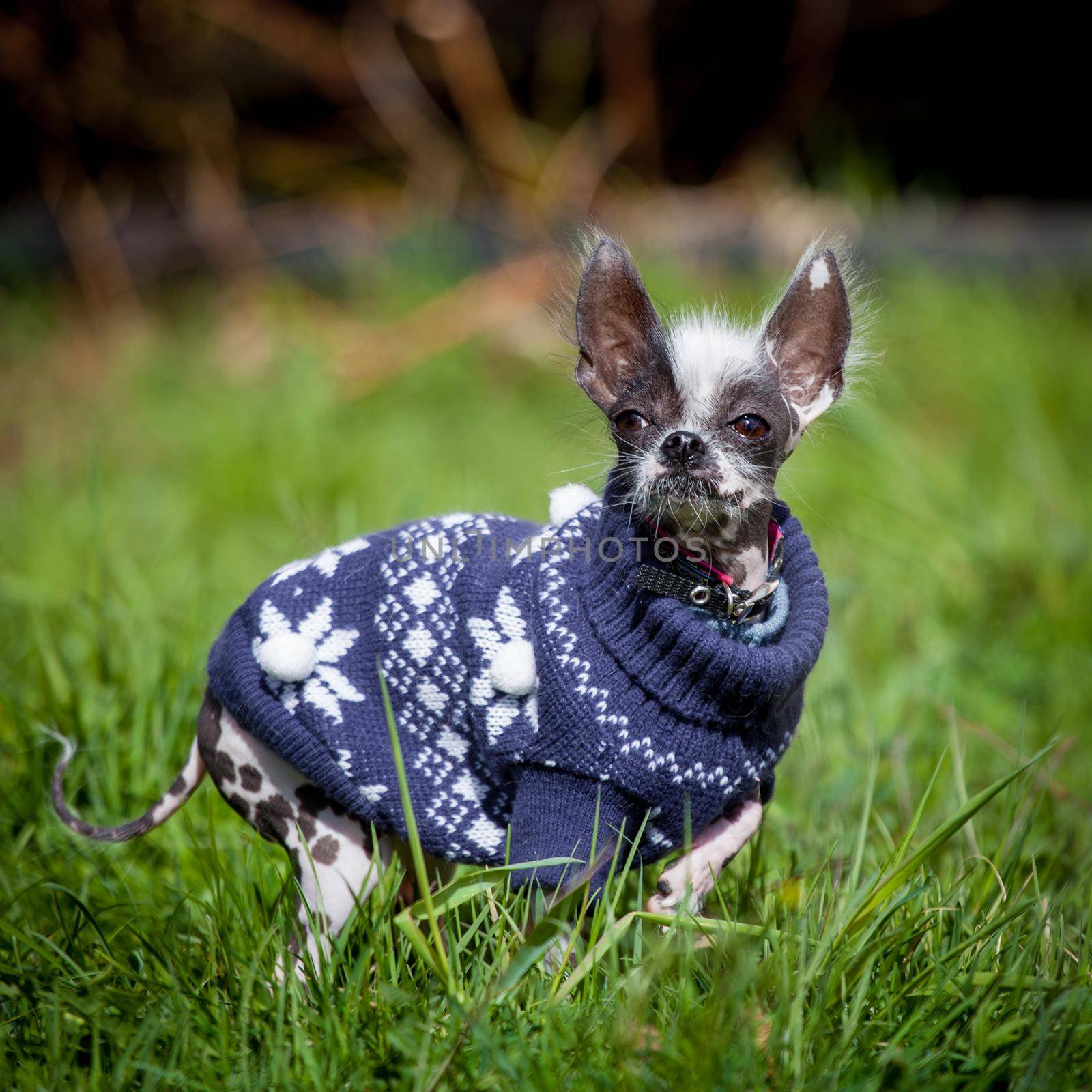 Ugly peruvian hairless and chihuahua mix dog in blue sweater