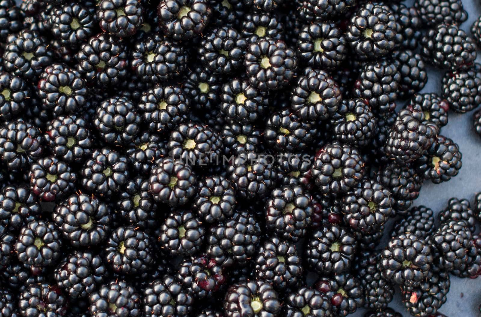 Background from fresh Blackberries, close up. Lot of ripe juicy wild fruit raw berries lying on the table. Top view, Flat lay. High quality photo