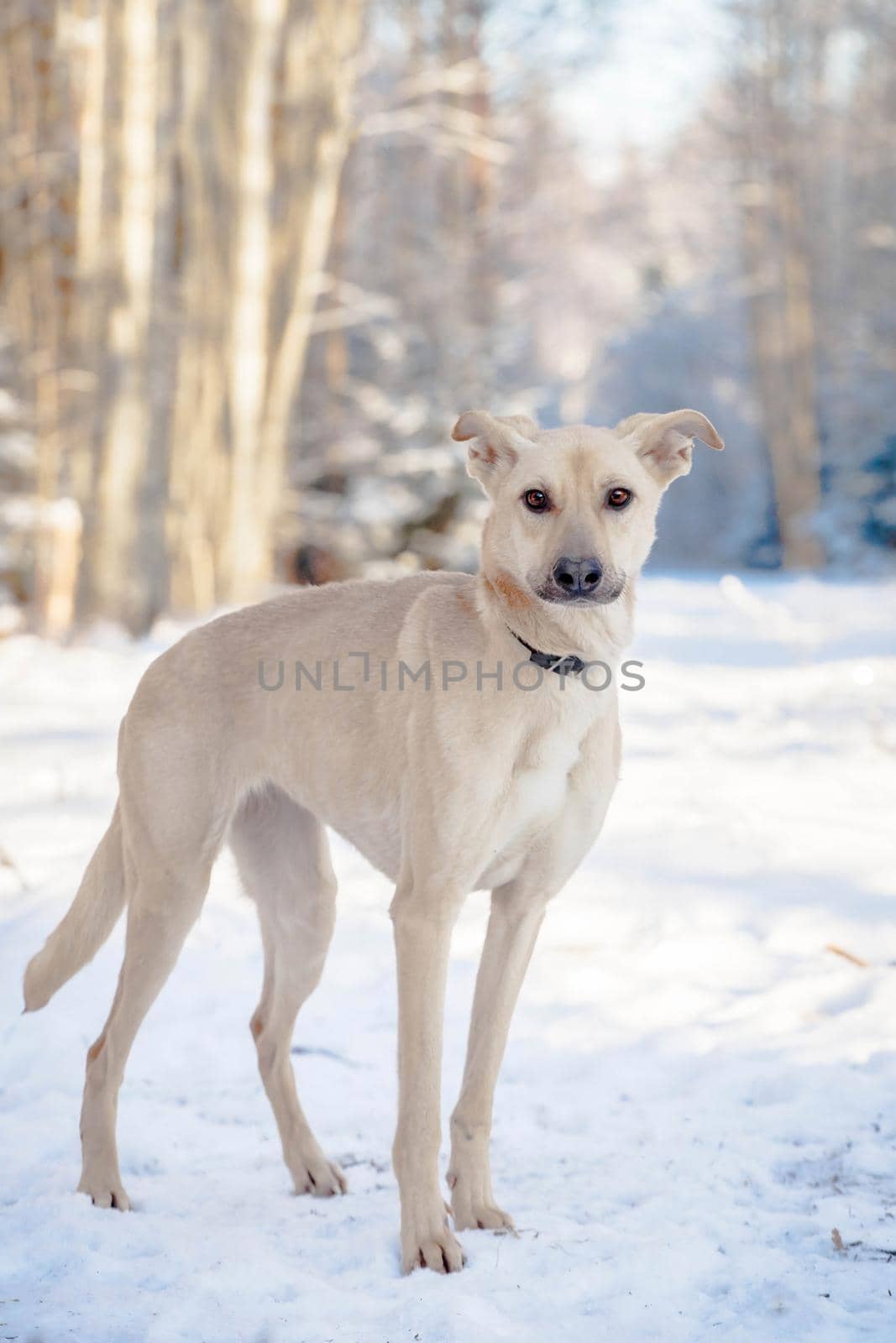 Mixed breed dog on the snow by RosaJay