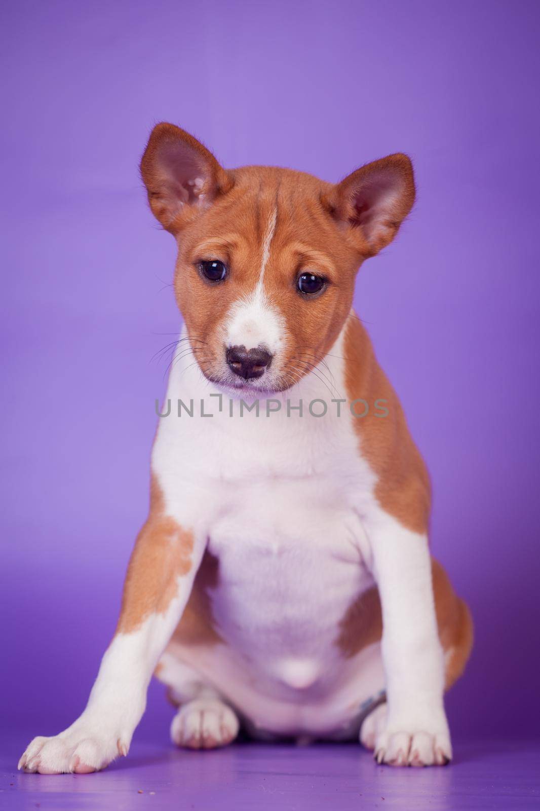 Basenji puppy on the lilac background by RosaJay