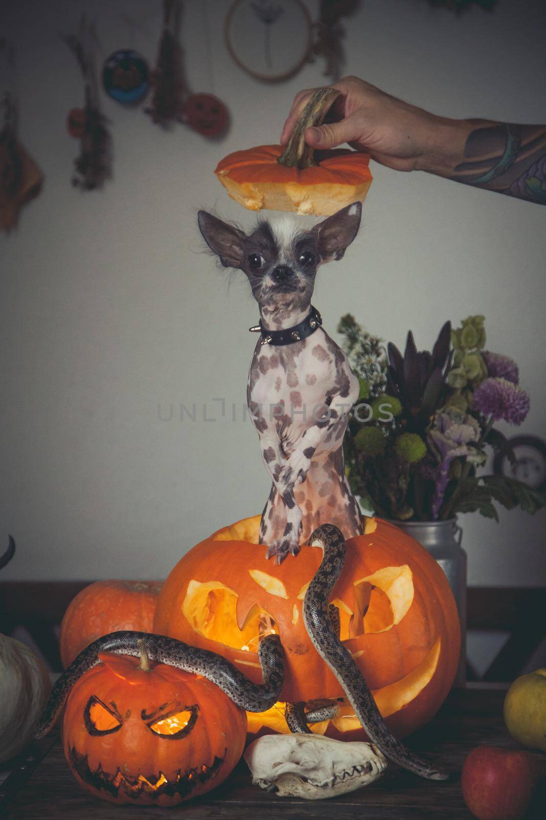 Funny dog selebrates Haloween with snakes and pumpkin by RosaJay