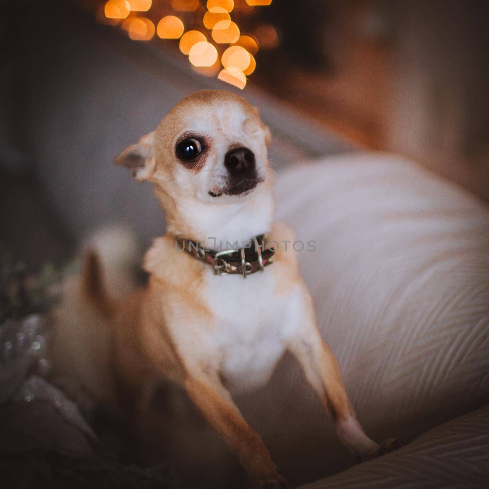 Eyeless Chihuahua dog in festivaly decorated room with Christmass tree. by RosaJay