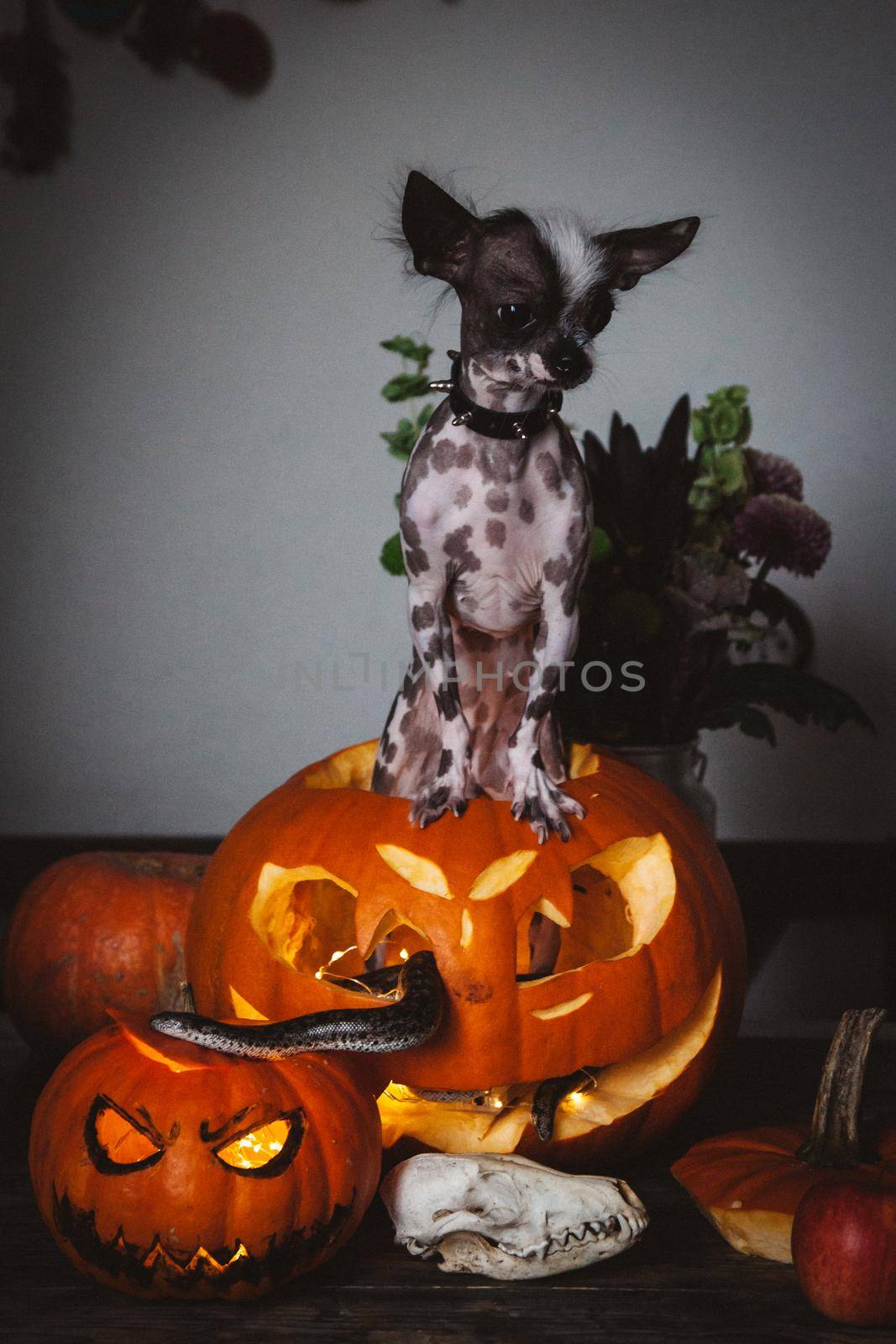 Funny dog selebrates Haloween with snakes and pumpkin by RosaJay