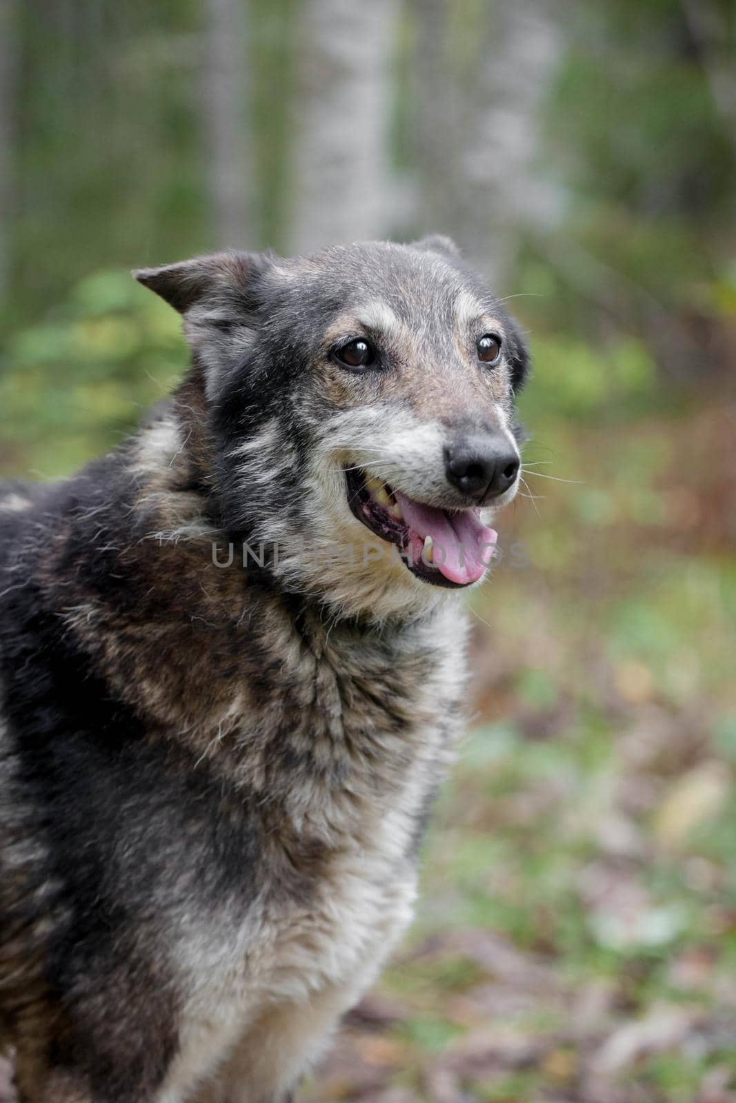 Mixed breed sdog sitting on leaves in the autumn forest