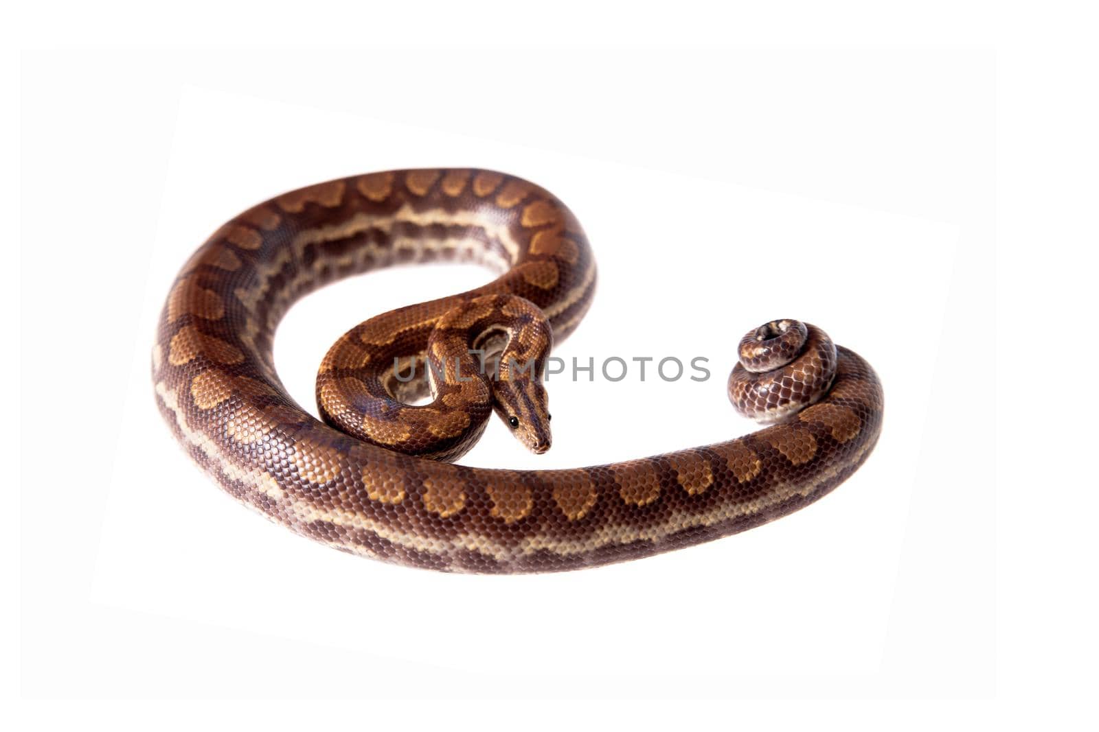 Rainbow tree boa, Epicrates Crassus, isolated on white background