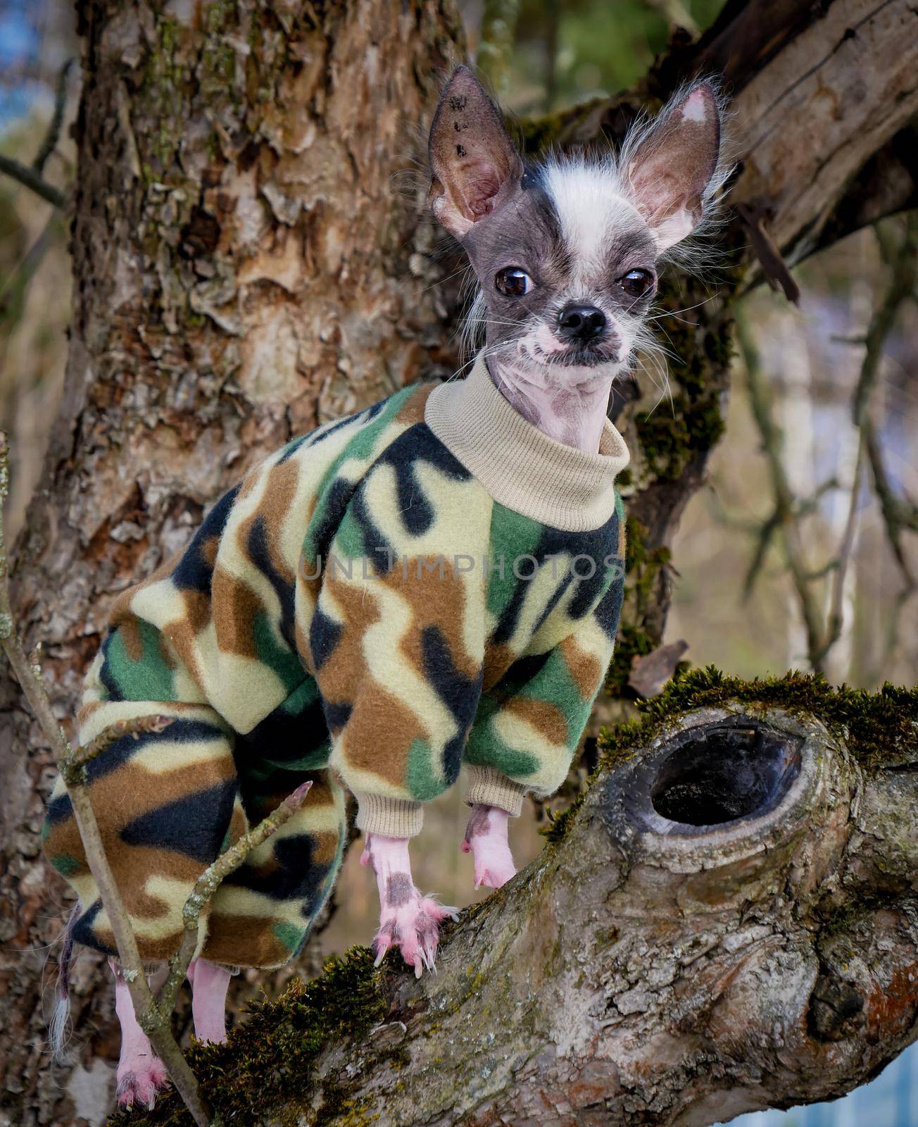 Military style peruvian hairless and chihuahua mix dog standing on the tree