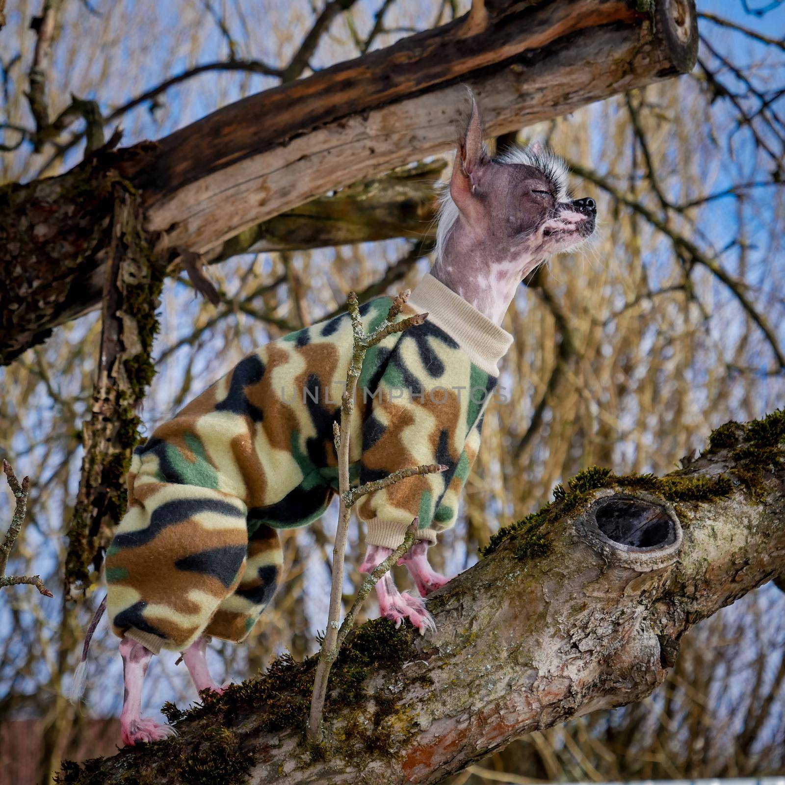 Military style peruvian hairless and chihuahua mix dog standing on the tree