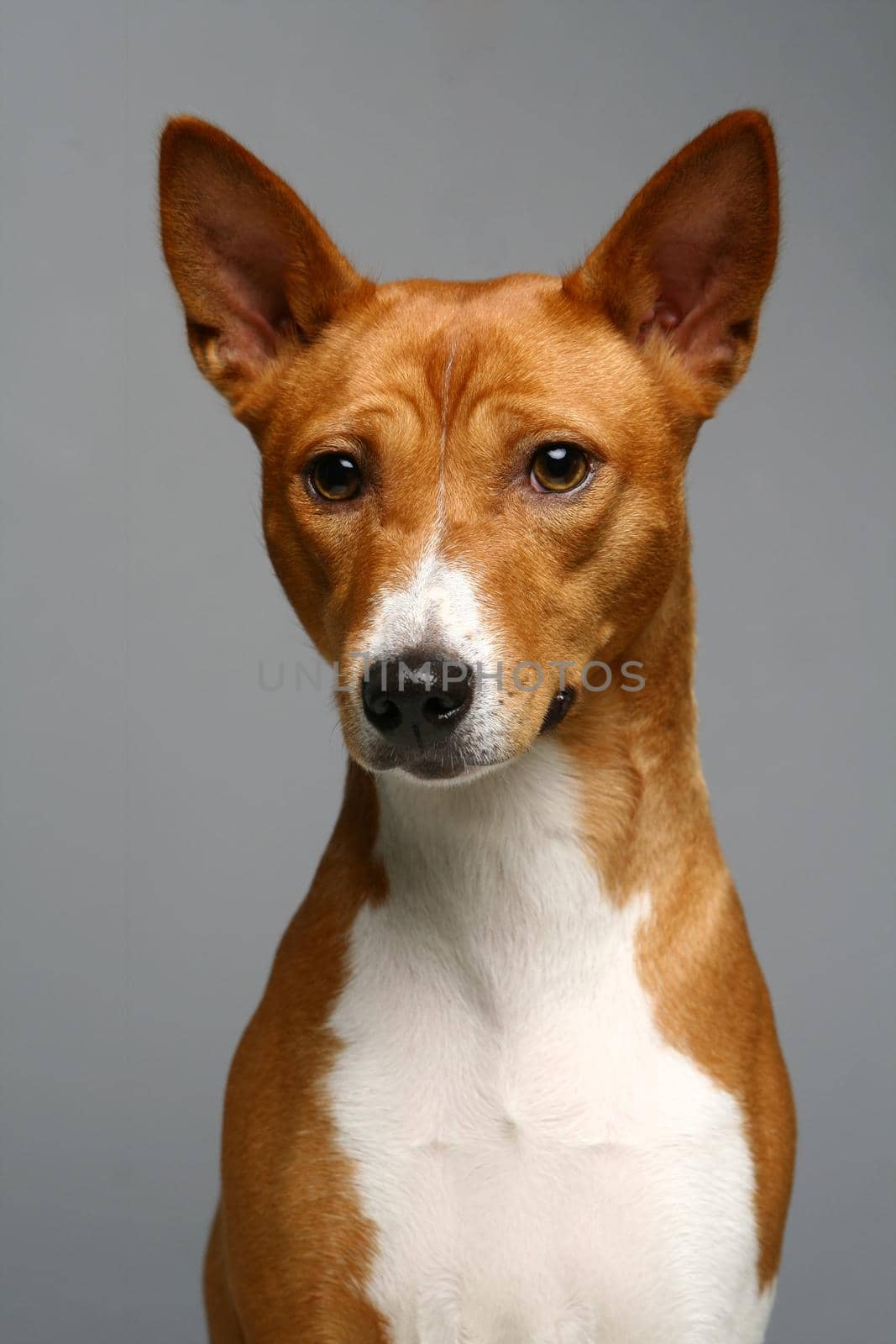 Portrait of a basenji dog on gray background