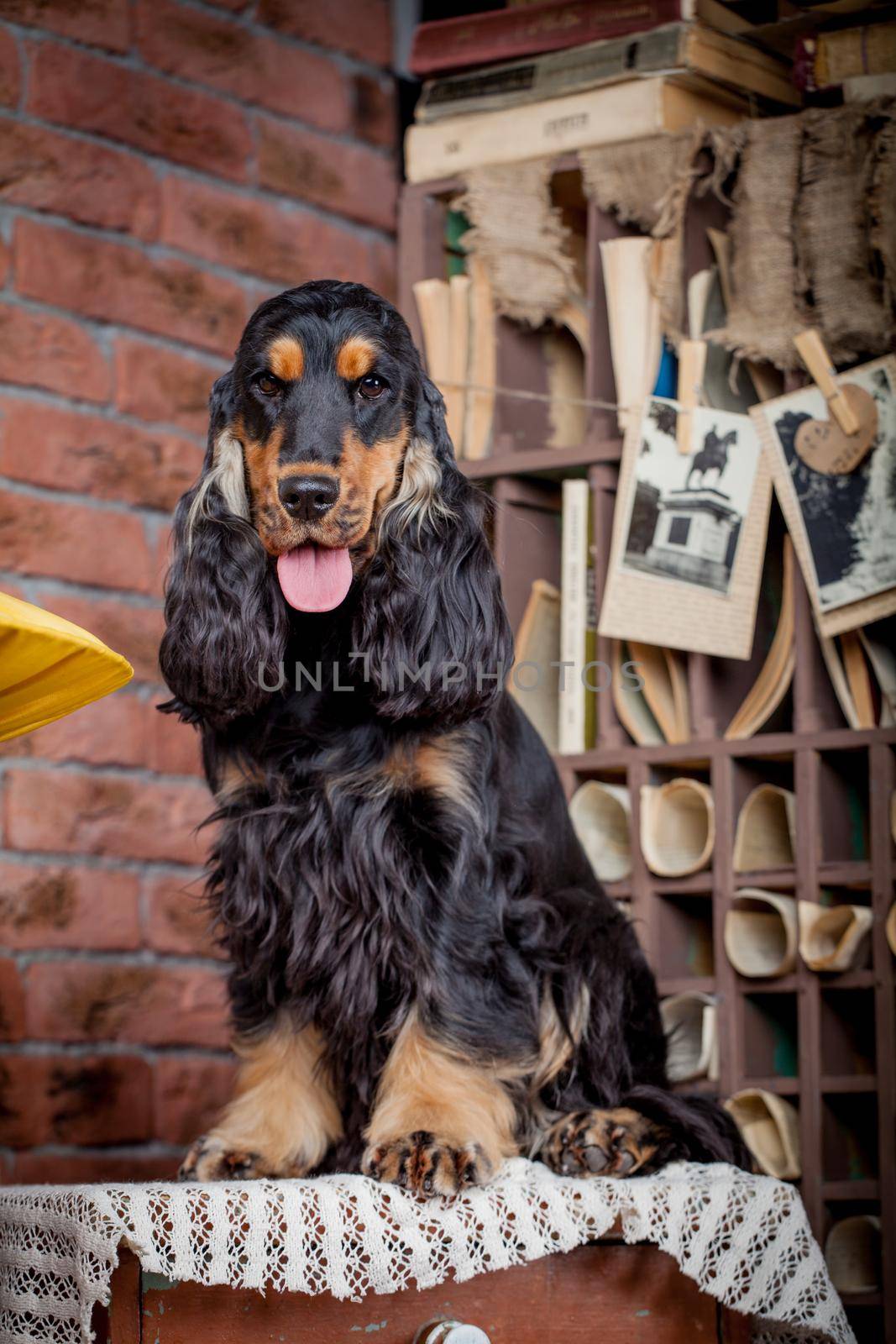 Portrait of a purebred english cocker spaniel in a studio