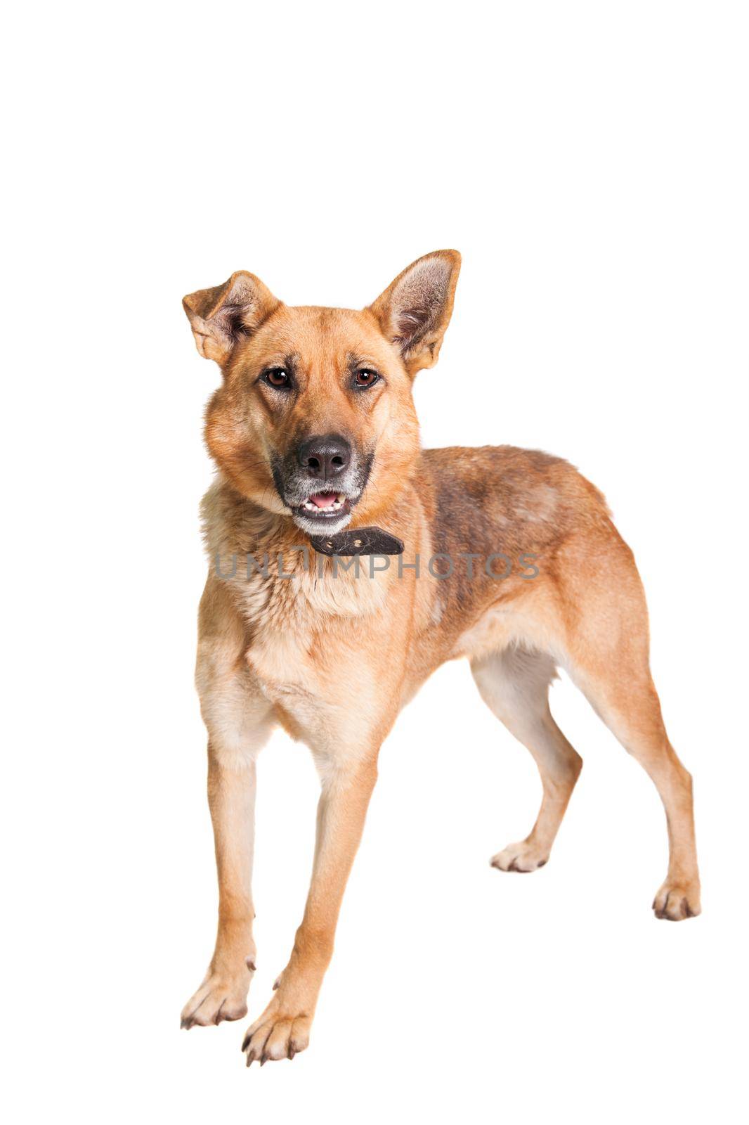 The East-european dog isolated on the white background