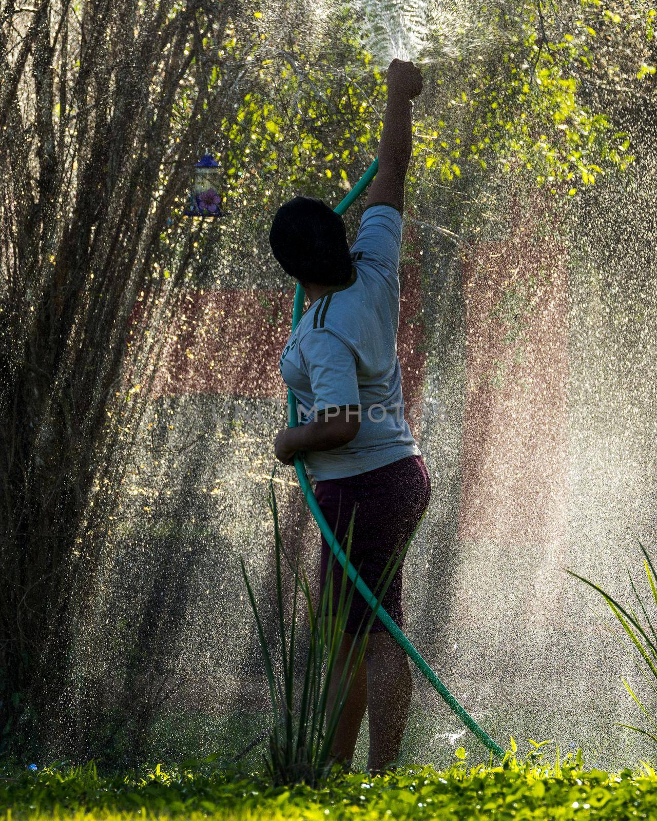 AQUIDAUAUNA, BRAZIL. JUNE 30, 2022: A young woman watering plants on an extremely hot day in Brazil.