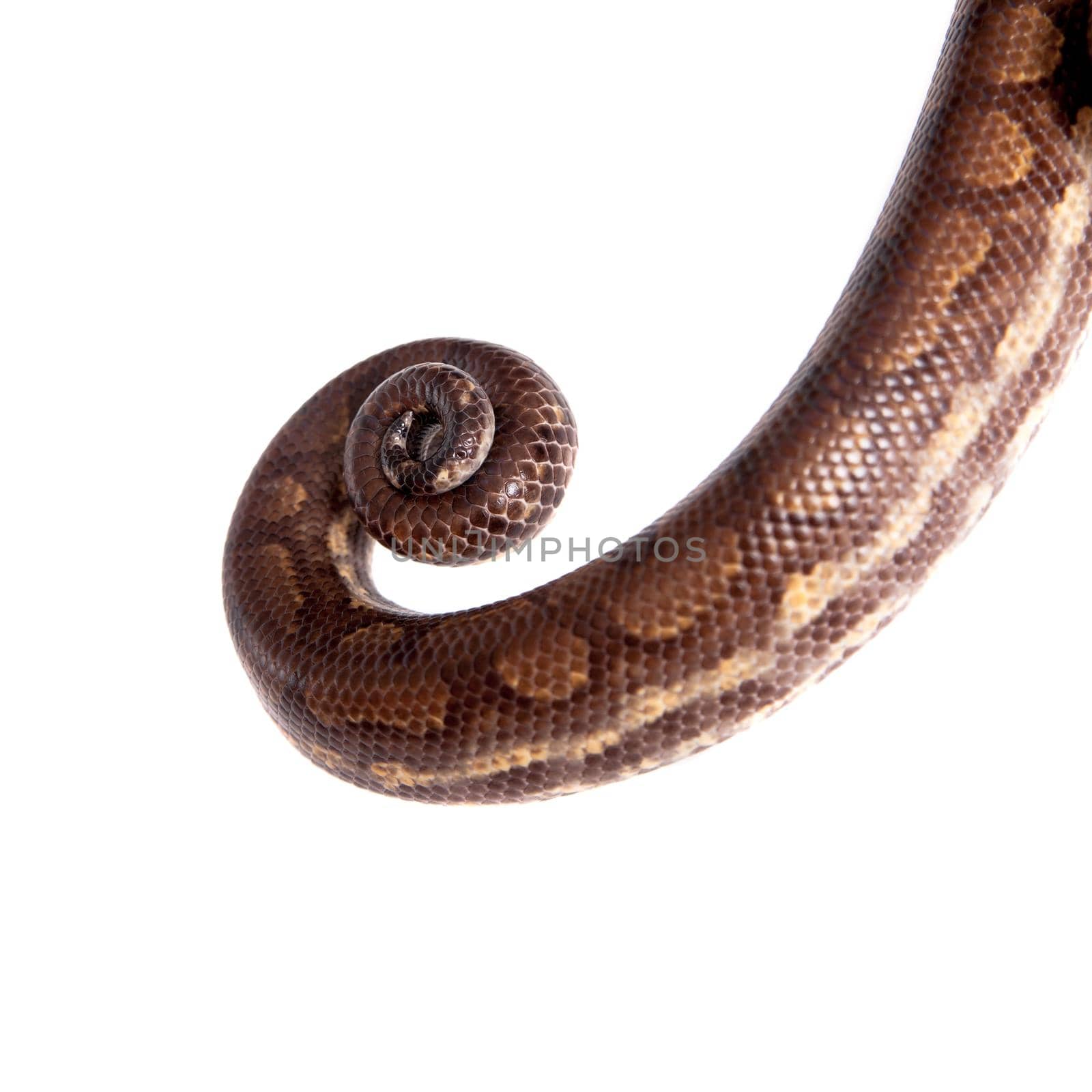 Rainbow tree boa on white background by RosaJay