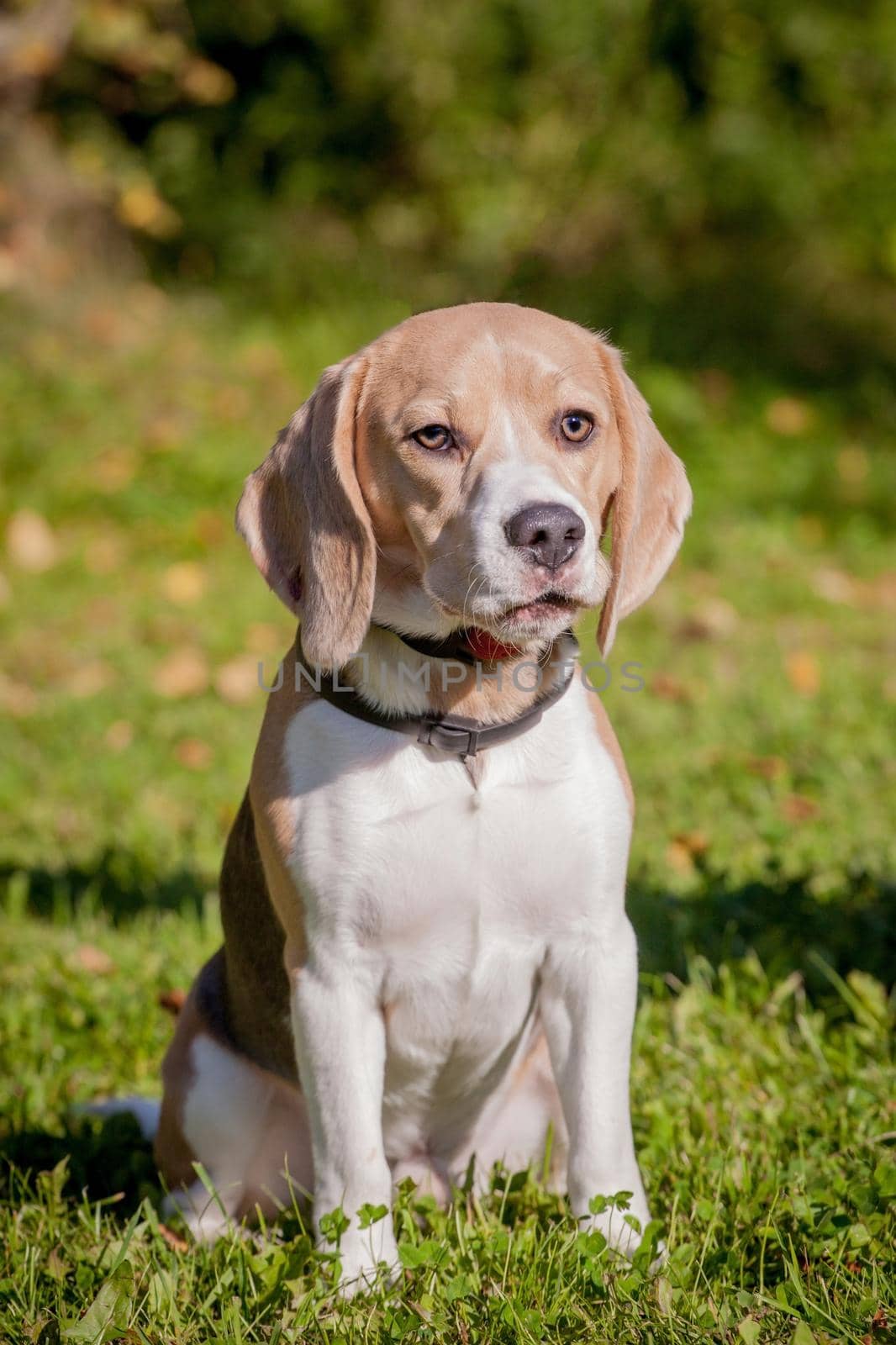 Beagle dog on green meadow by RosaJay