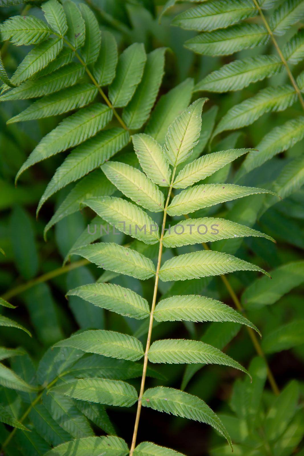 green fresh leaves on a sunny day. High quality photo