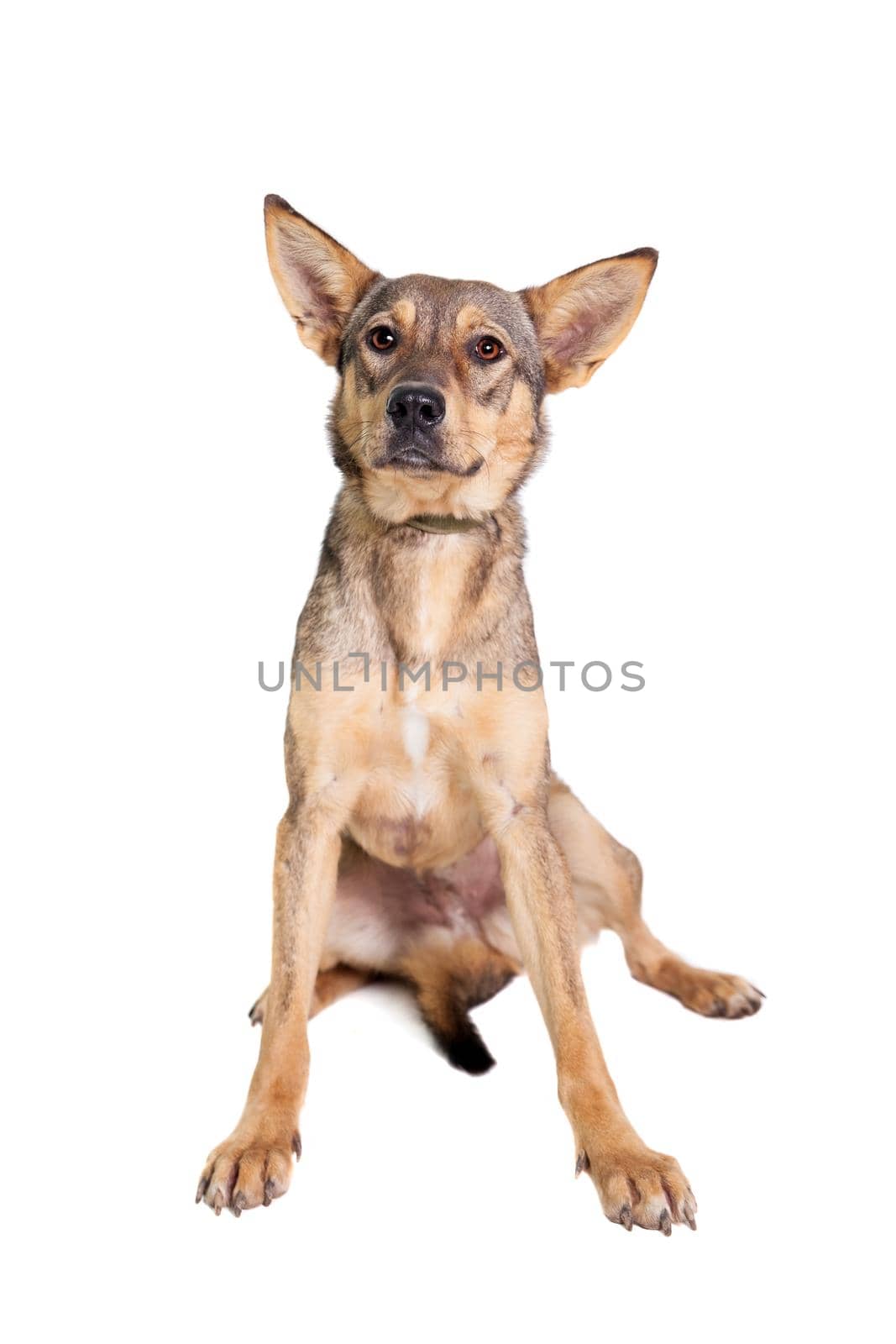 Mixed breed dog isolated on white background