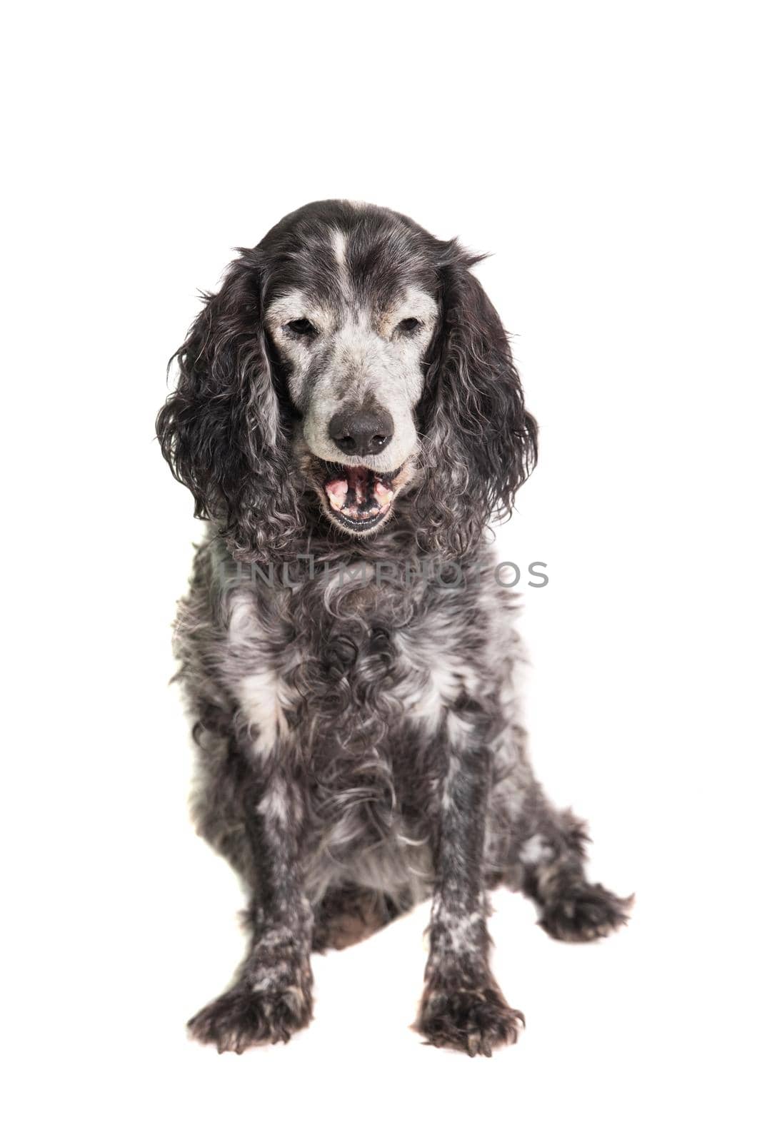 Russian spaniel on white background by RosaJay