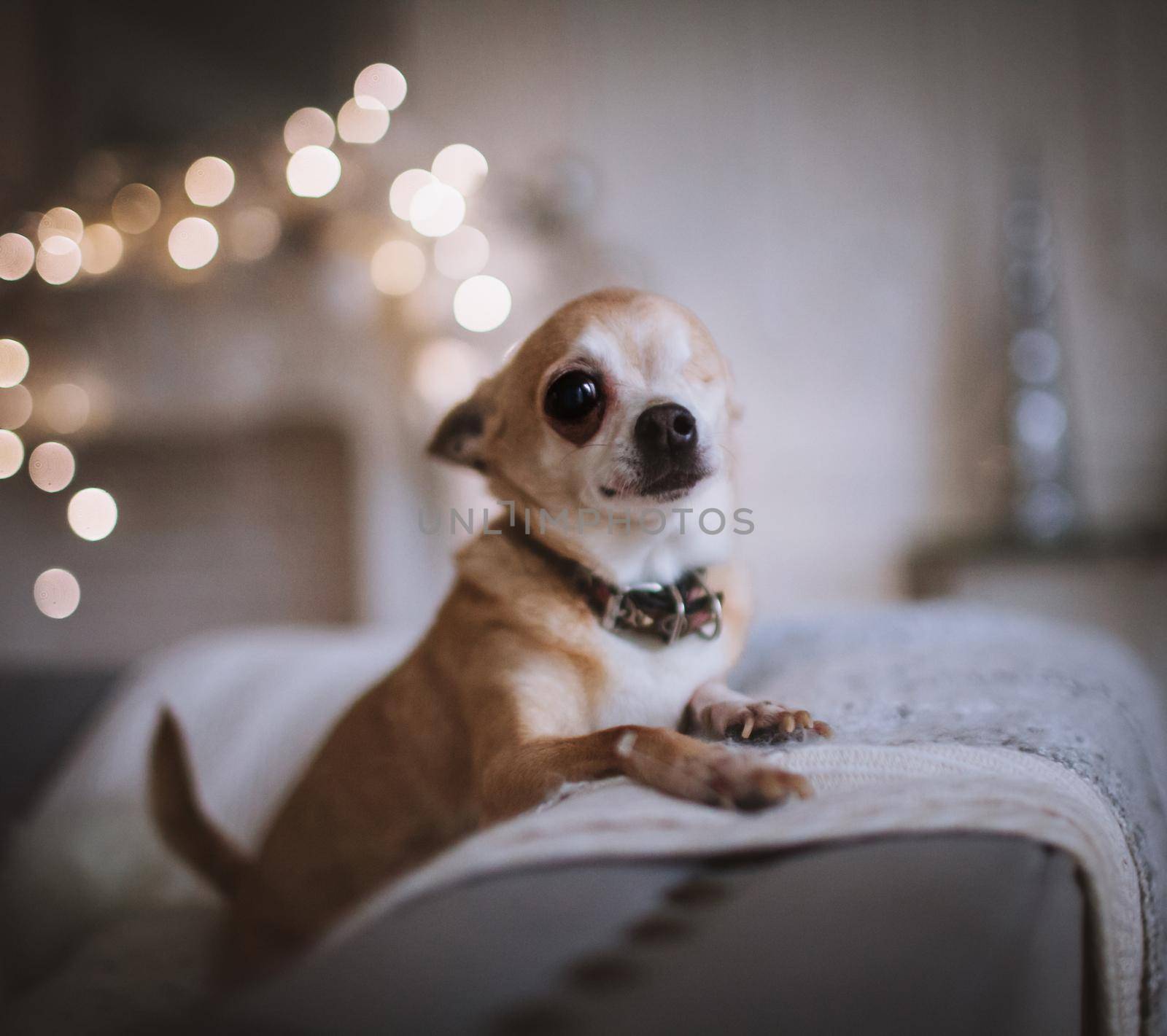 Eyeless Chihuahua dog, 13 years old on a chair