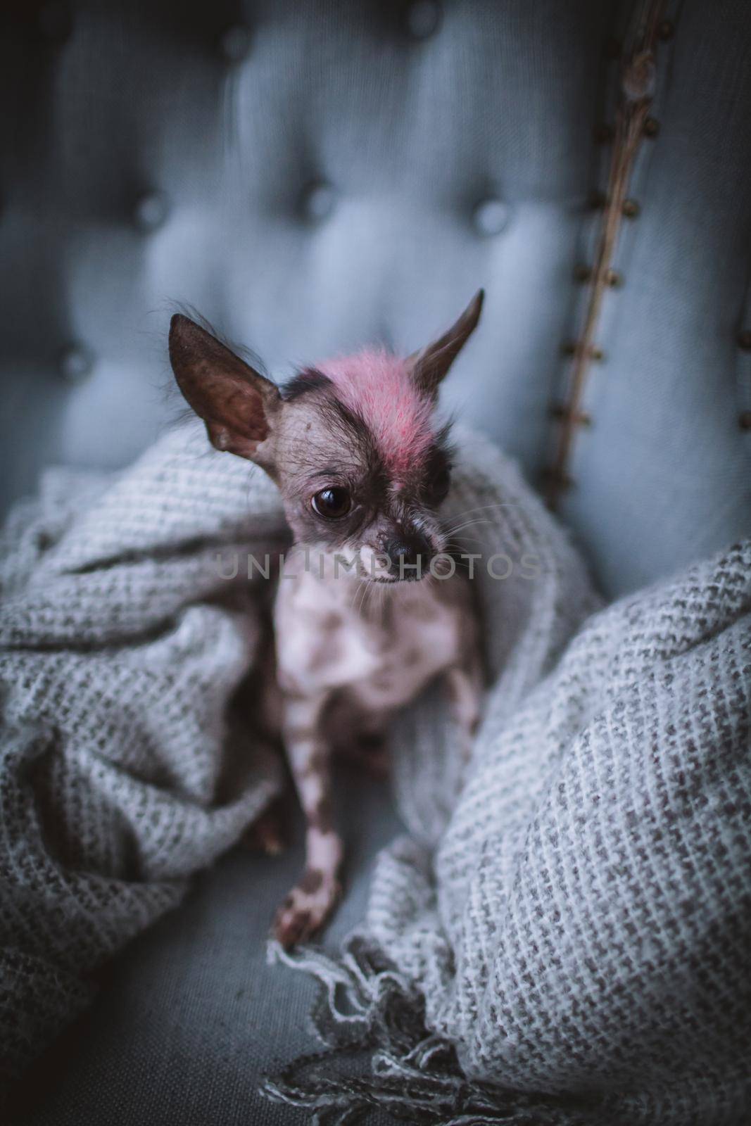 Peruvian hairless and chihuahua mix dog on a chair by RosaJay