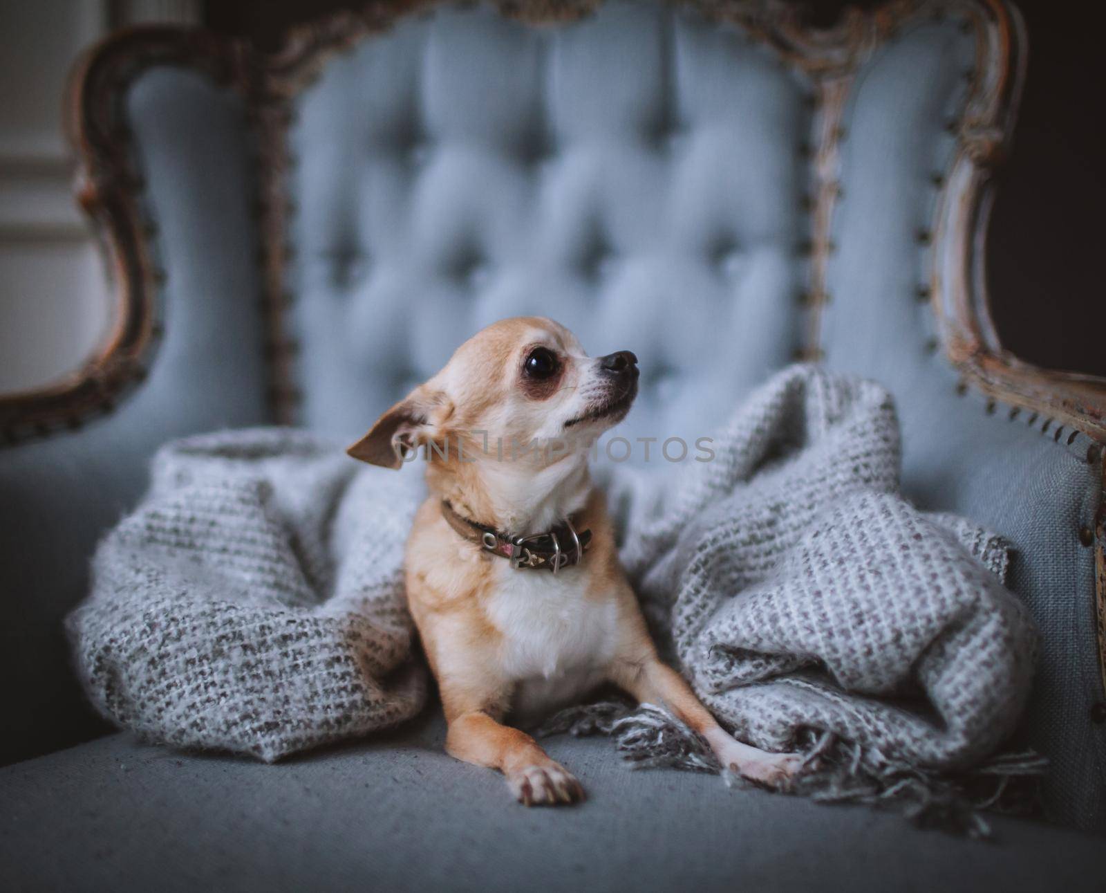 Eyeless Chihuahua dog, 12 years old on a chair by RosaJay