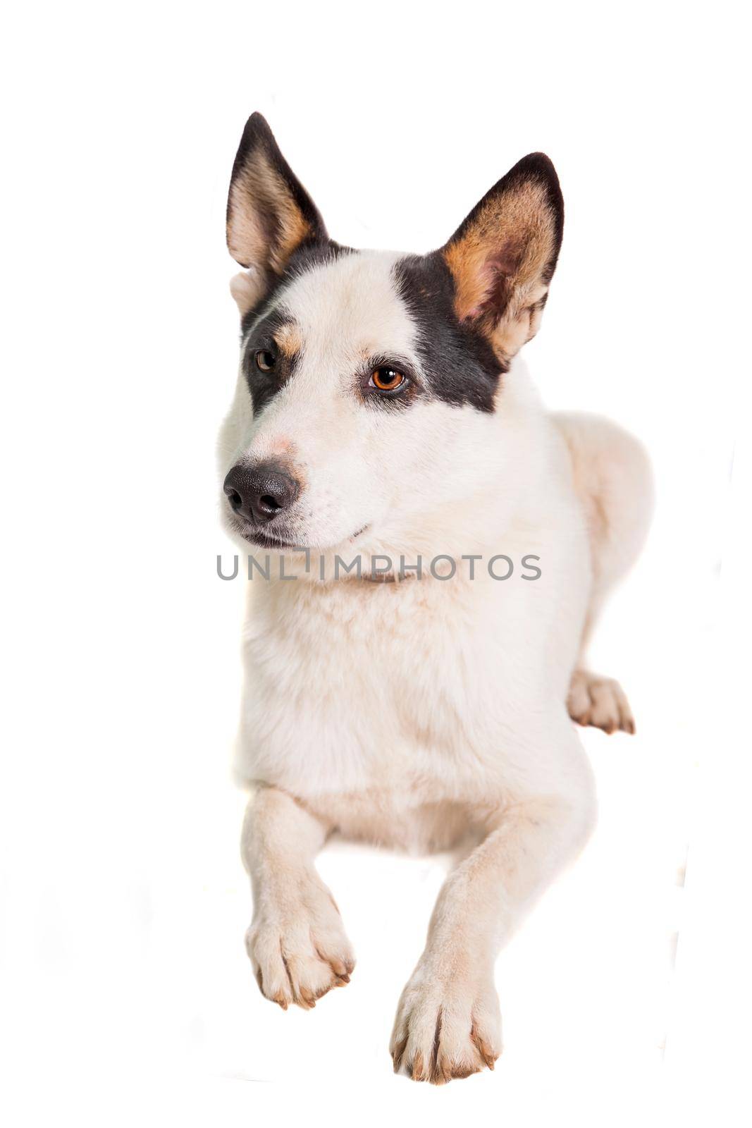 Mixed breed dog on white by RosaJay