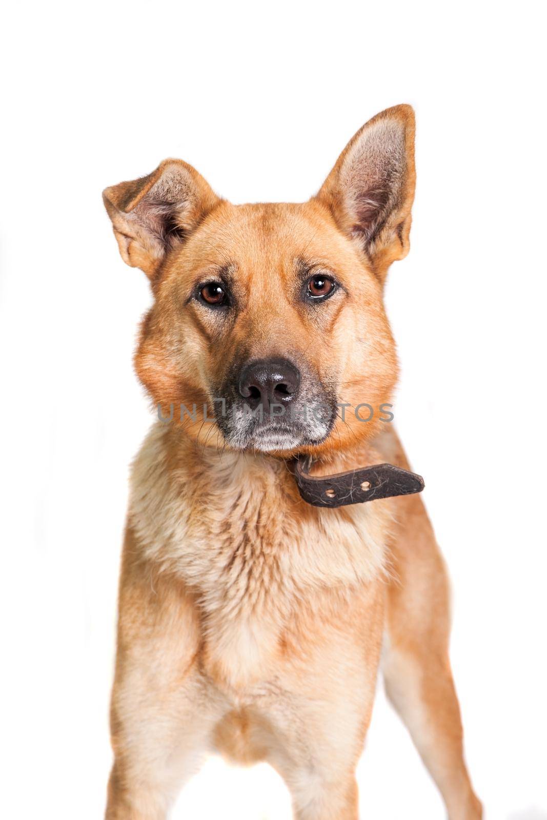 The East-european dog isolated on the white background