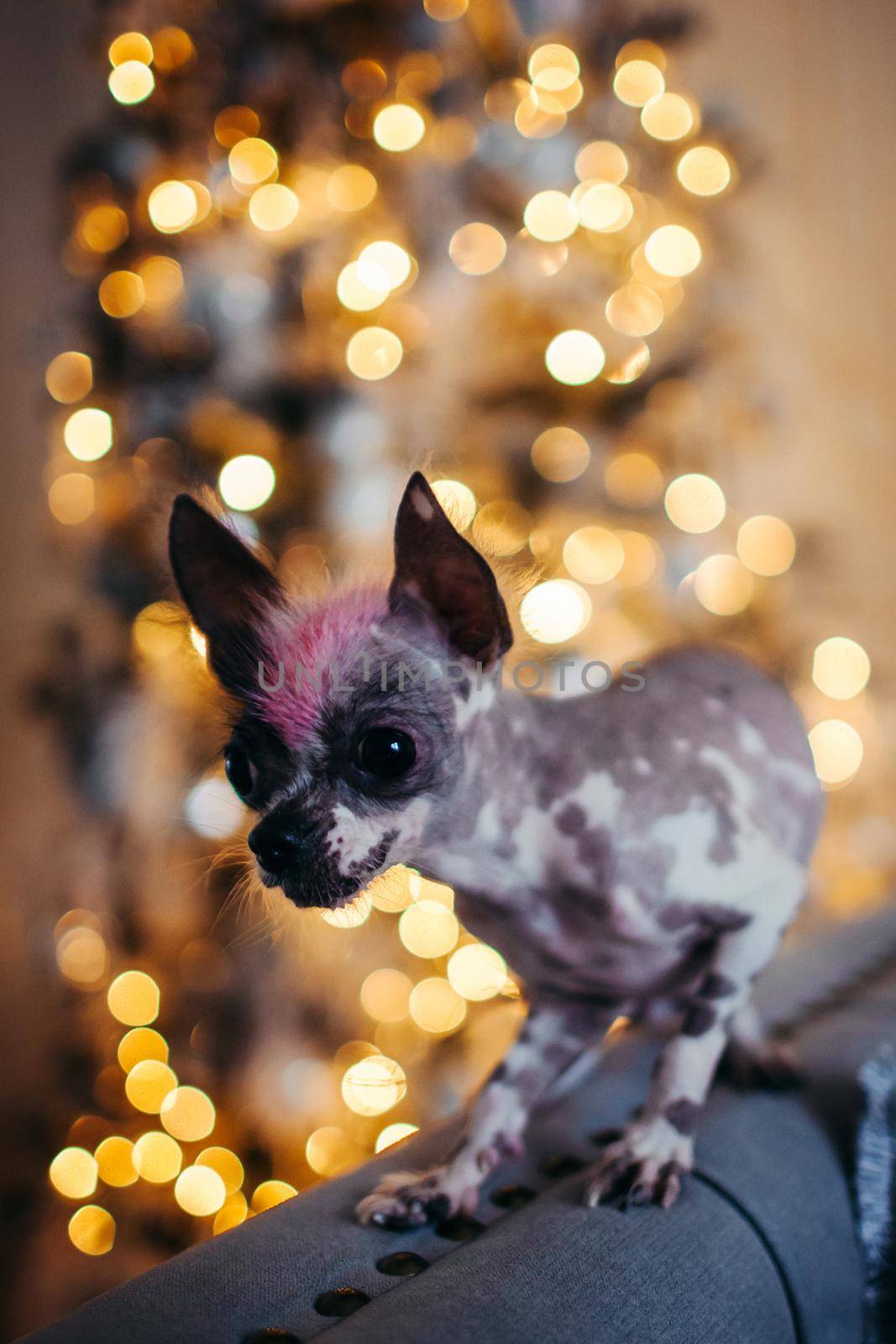 Ugly peruvian hairless and chihuahua mix dog in festivaly decorated room with Christmass tree. New Years celebration.