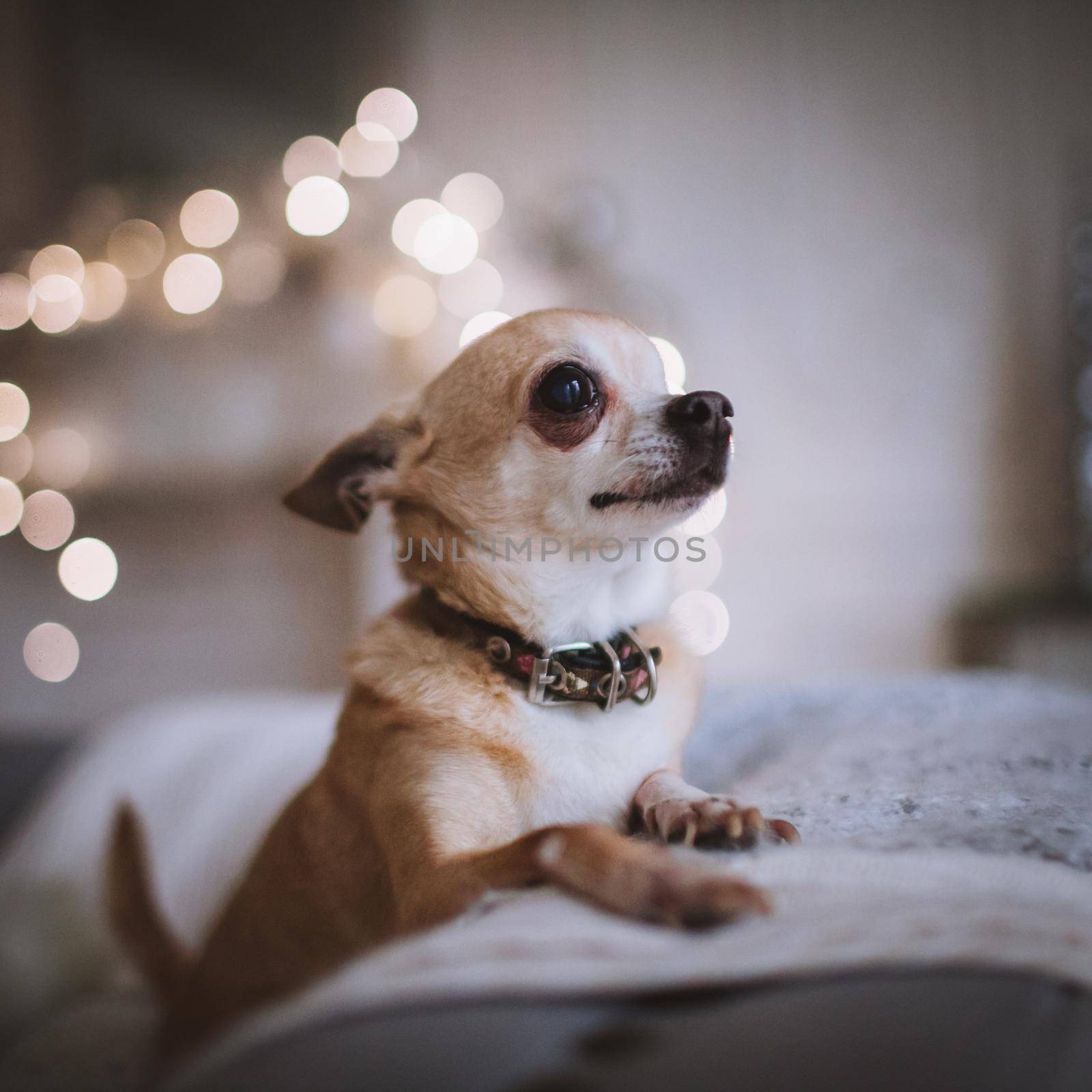 Eyeless Chihuahua dog in festivaly decorated room with Christmass tree. by RosaJay