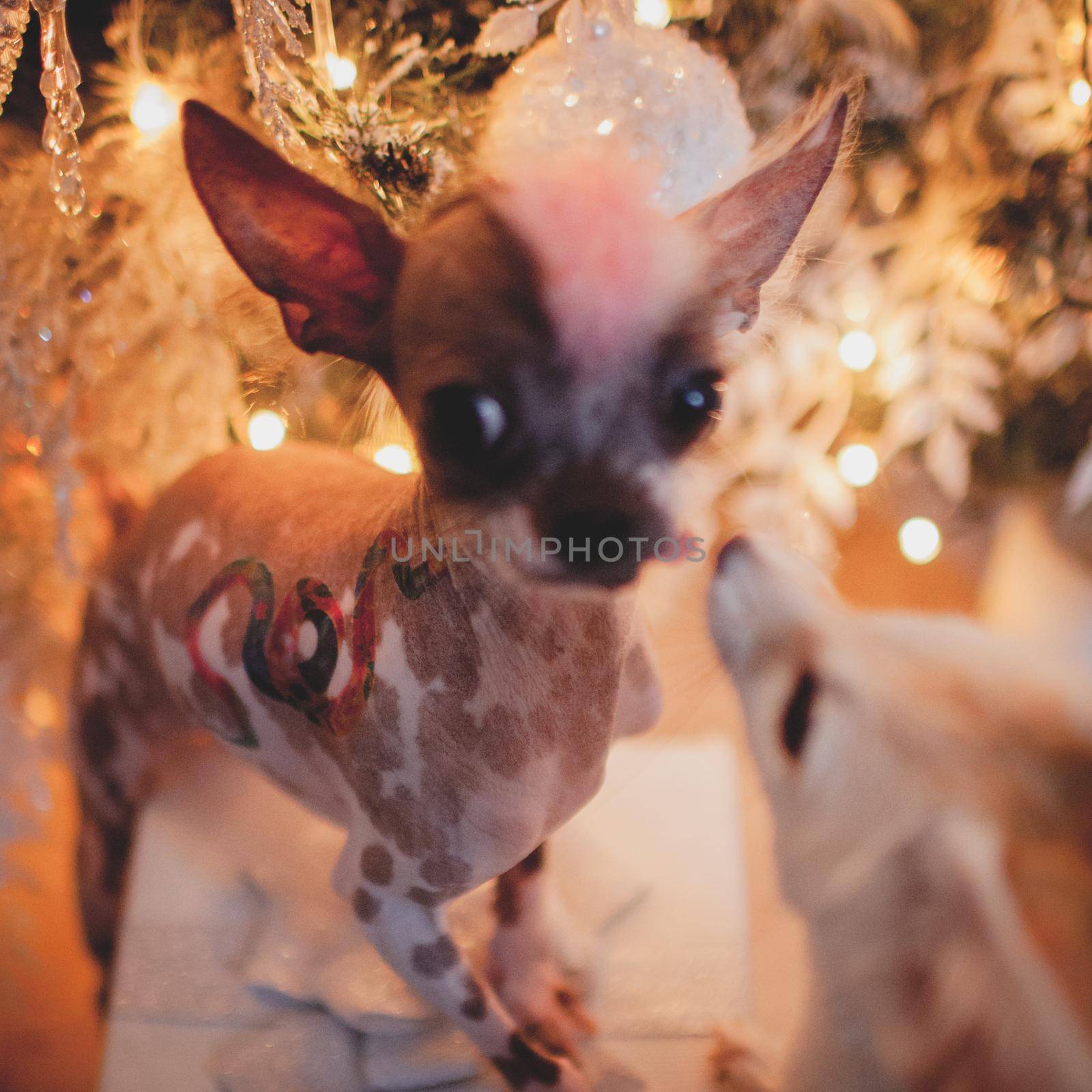 Ugly peruvian hairless and chihuahua mix dog in festivaly decorated room with Christmass tree. New Years celebration.