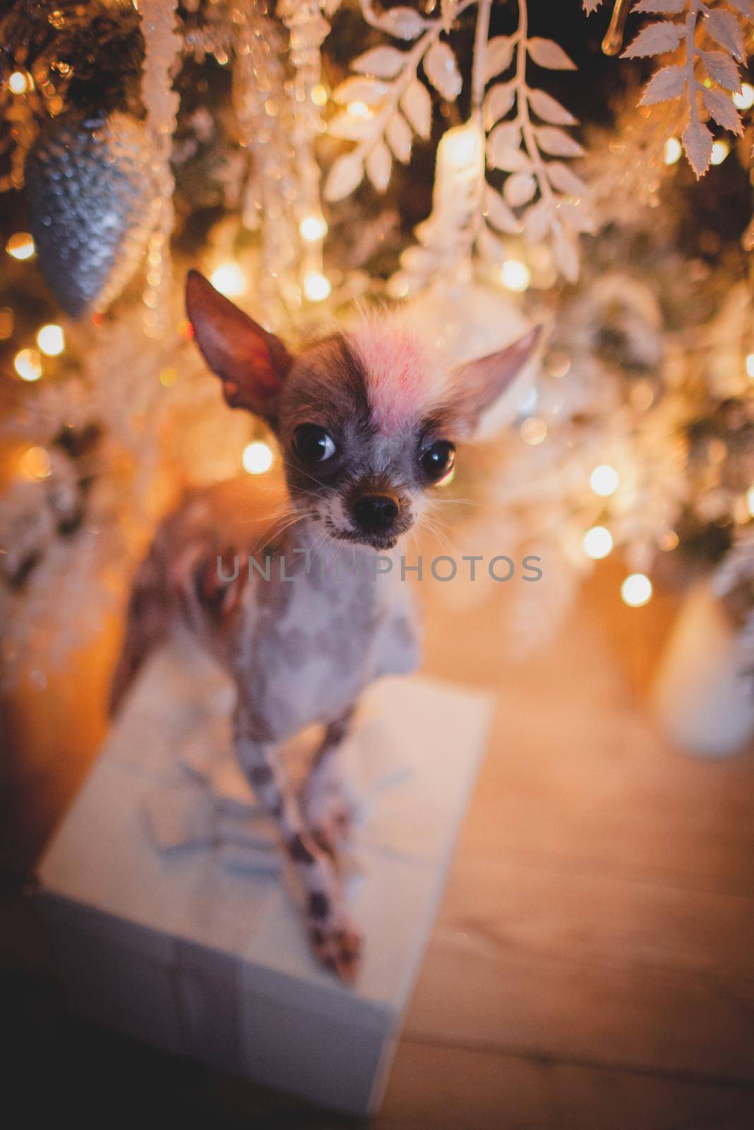 Peruvian hairless and chihuahua mix dog in festivaly decorated room with Christmass tree by RosaJay