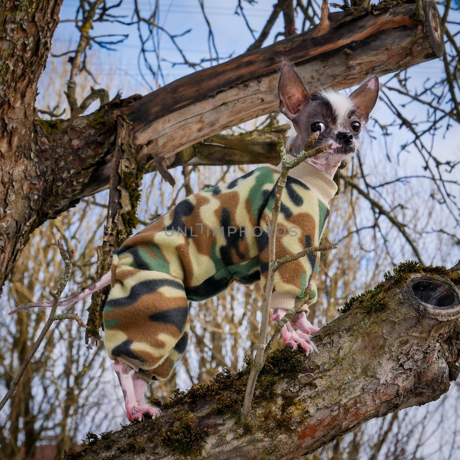 Military style peruvian hairless and chihuahua mix dog standing on the tree