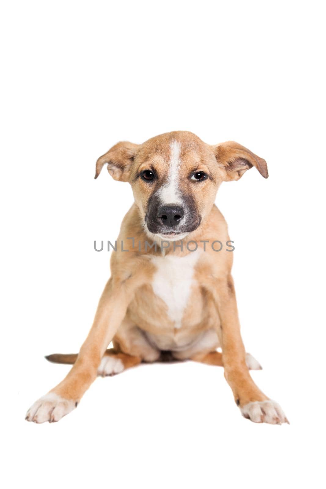 Mixed breed puppy on white by RosaJay