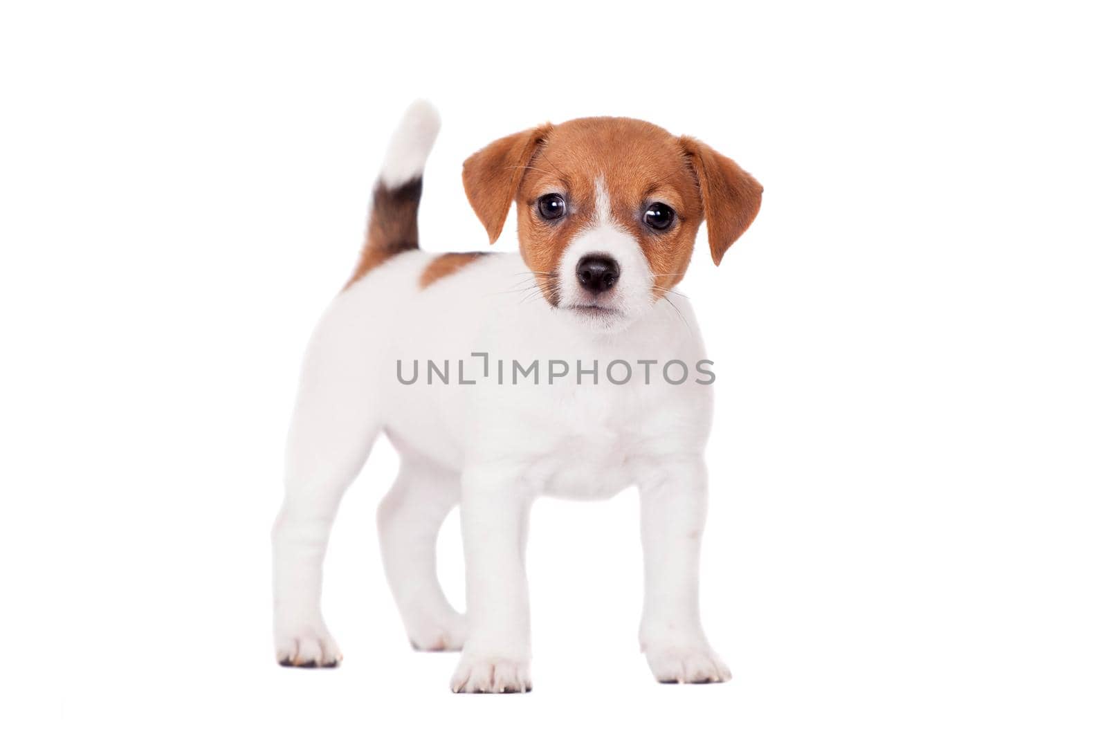 Jack Russell puppy, 1,5 month old, isolated on white