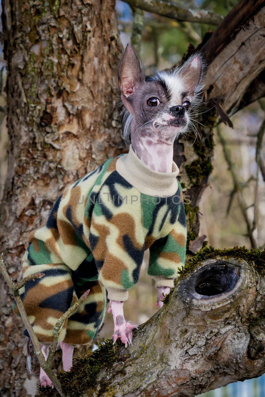 Military style peruvian hairless and chihuahua mix dog standing on the tree