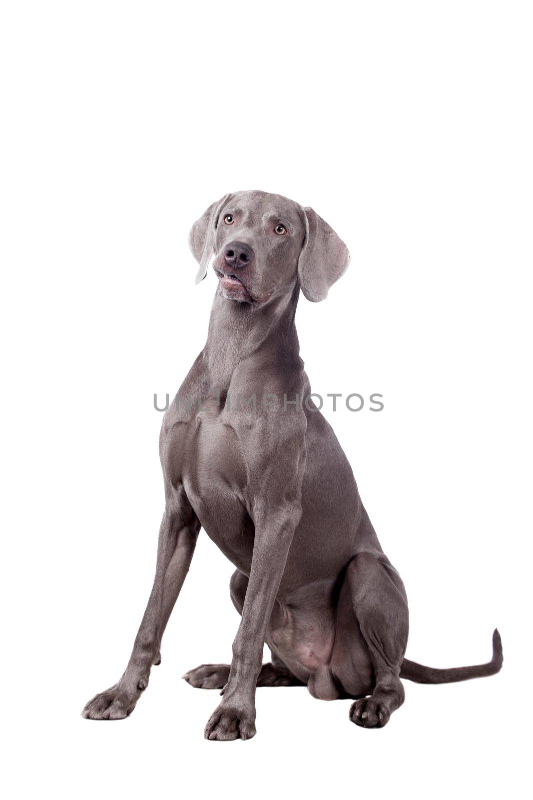 Weimaraner isolated on white by RosaJay