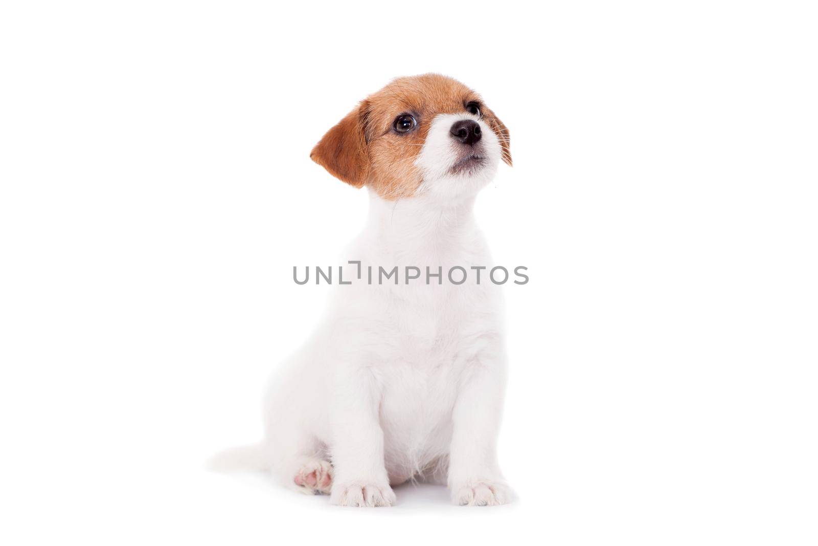 Jack Russell puppy, 1,5 month old, on white by RosaJay