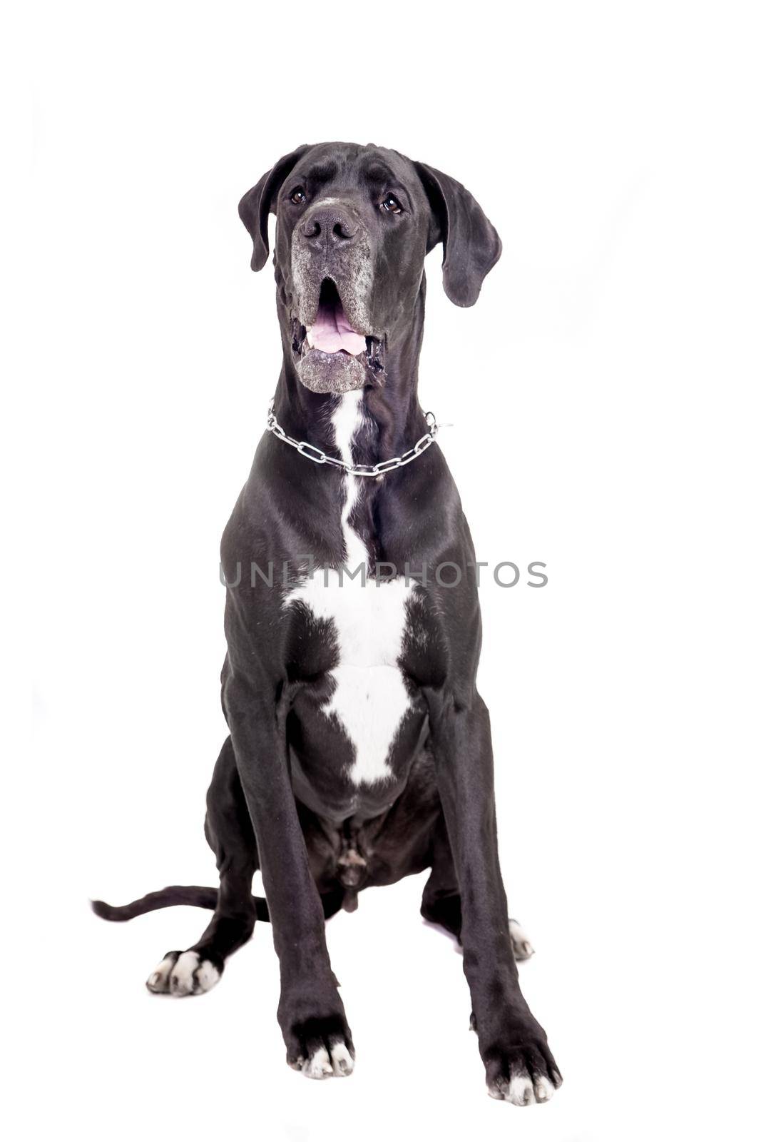 Black Great Dane isolated on white background