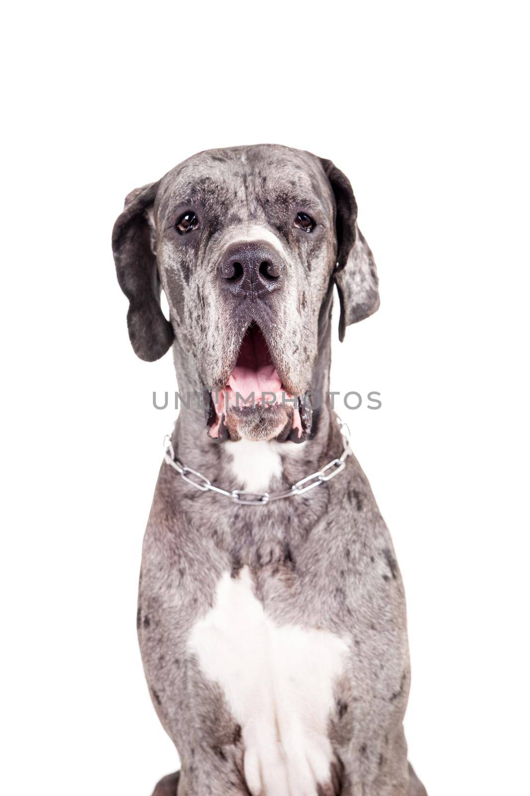 Blue Merle Great Dane sitting head shot isolated on white background