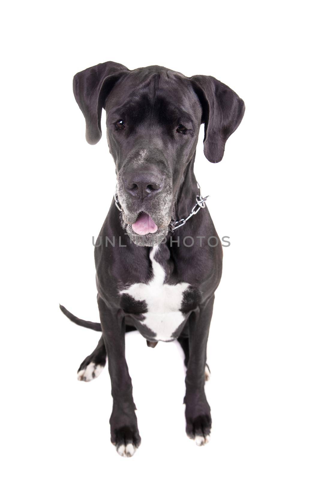 Black Great Dane on white by RosaJay