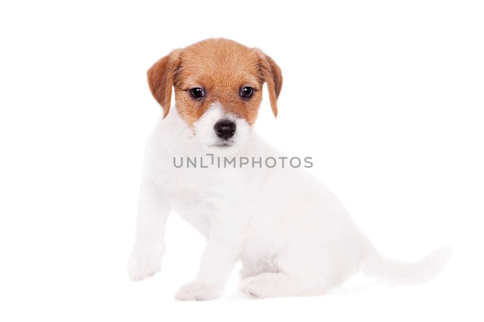 Jack Russell puppy, 1,5 month old, on white by RosaJay