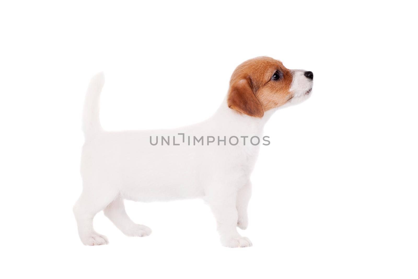 Jack Russell puppy, 1,5 month old, on white by RosaJay